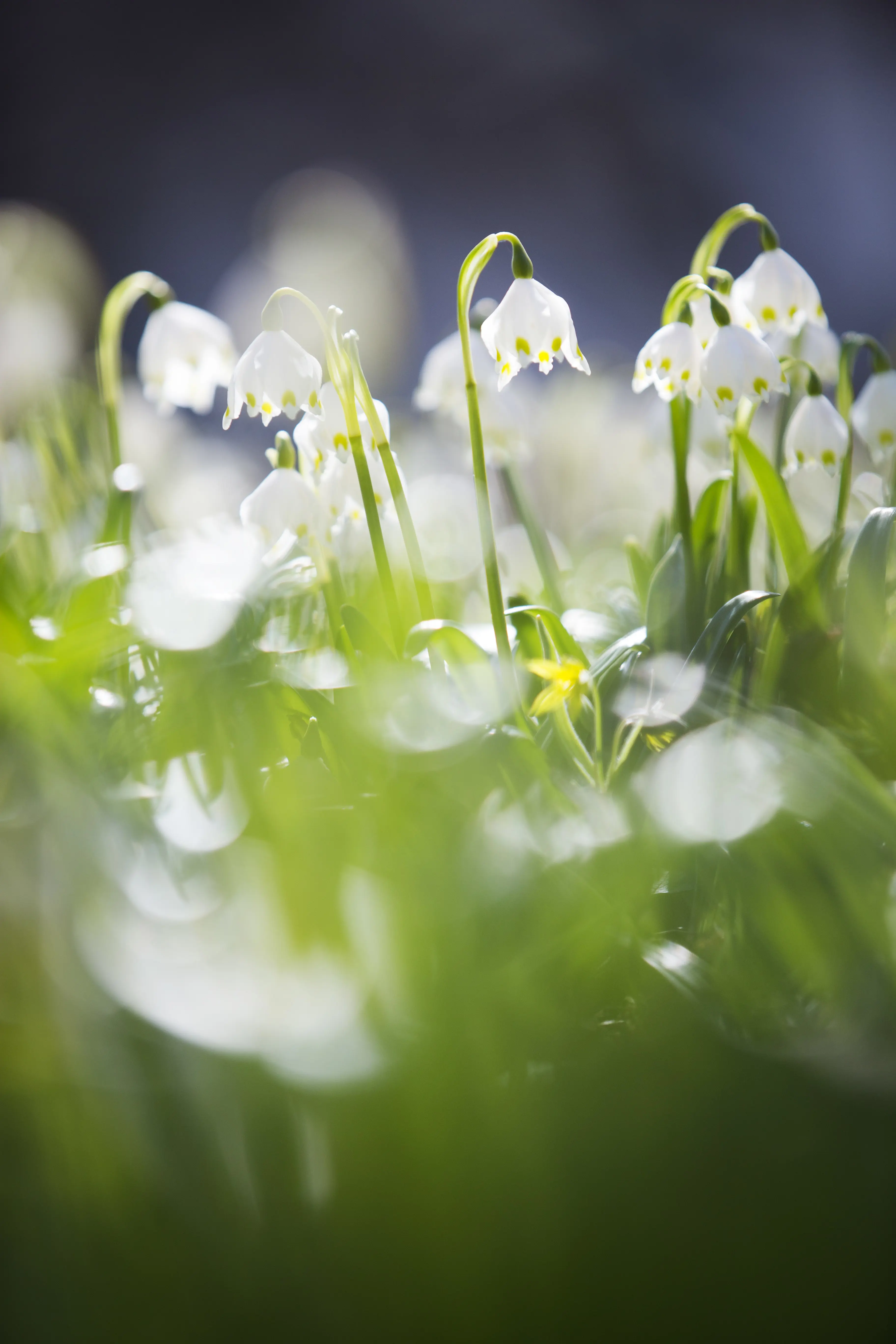 Klosterlijor, eller snöklockor, i klosterträdgårdarna i Vadstena. Små, vita blommor.