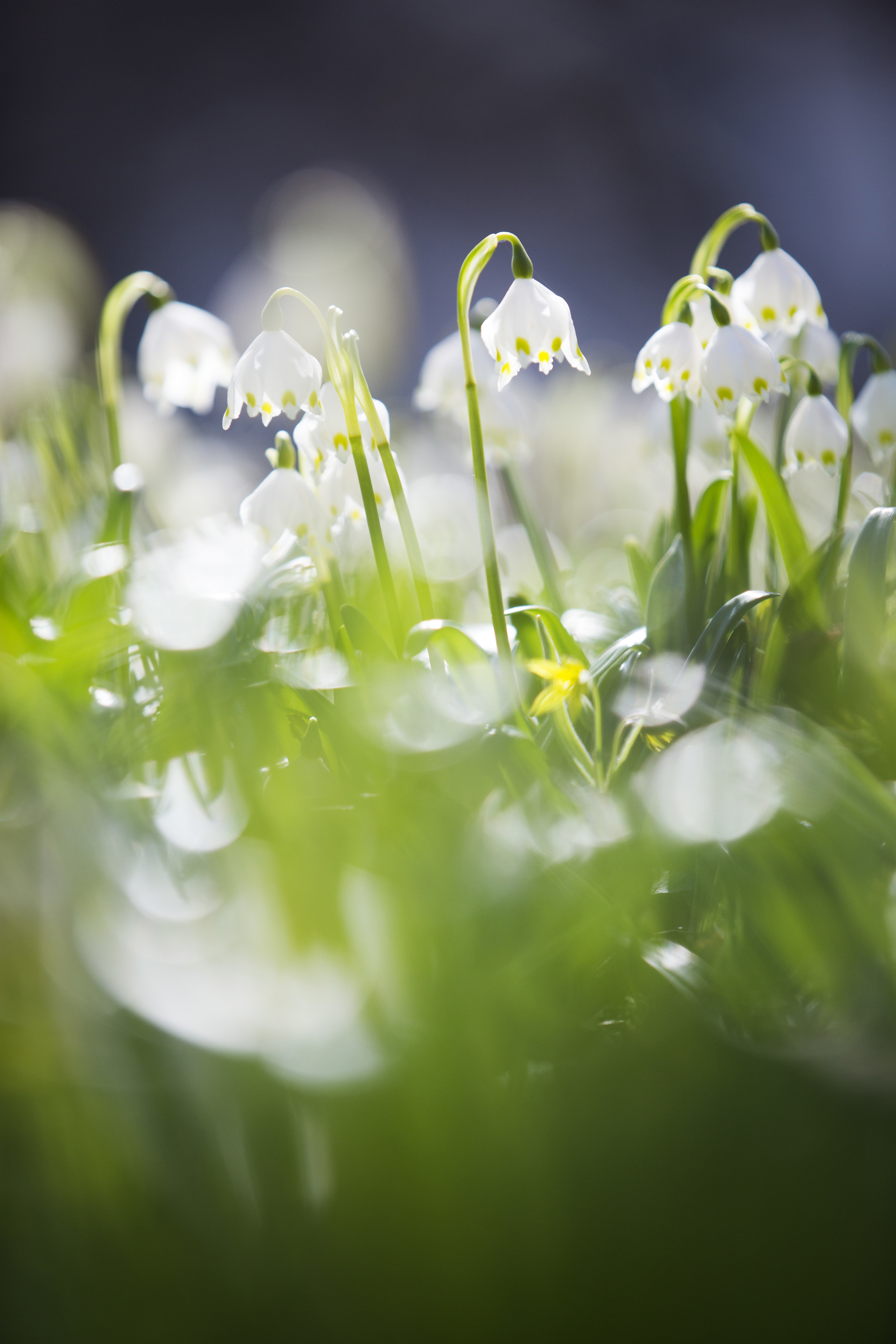 Klosterlijor, eller snöklockor, i klosterträdgårdarna i Vadstena. Små, vita blommor.
