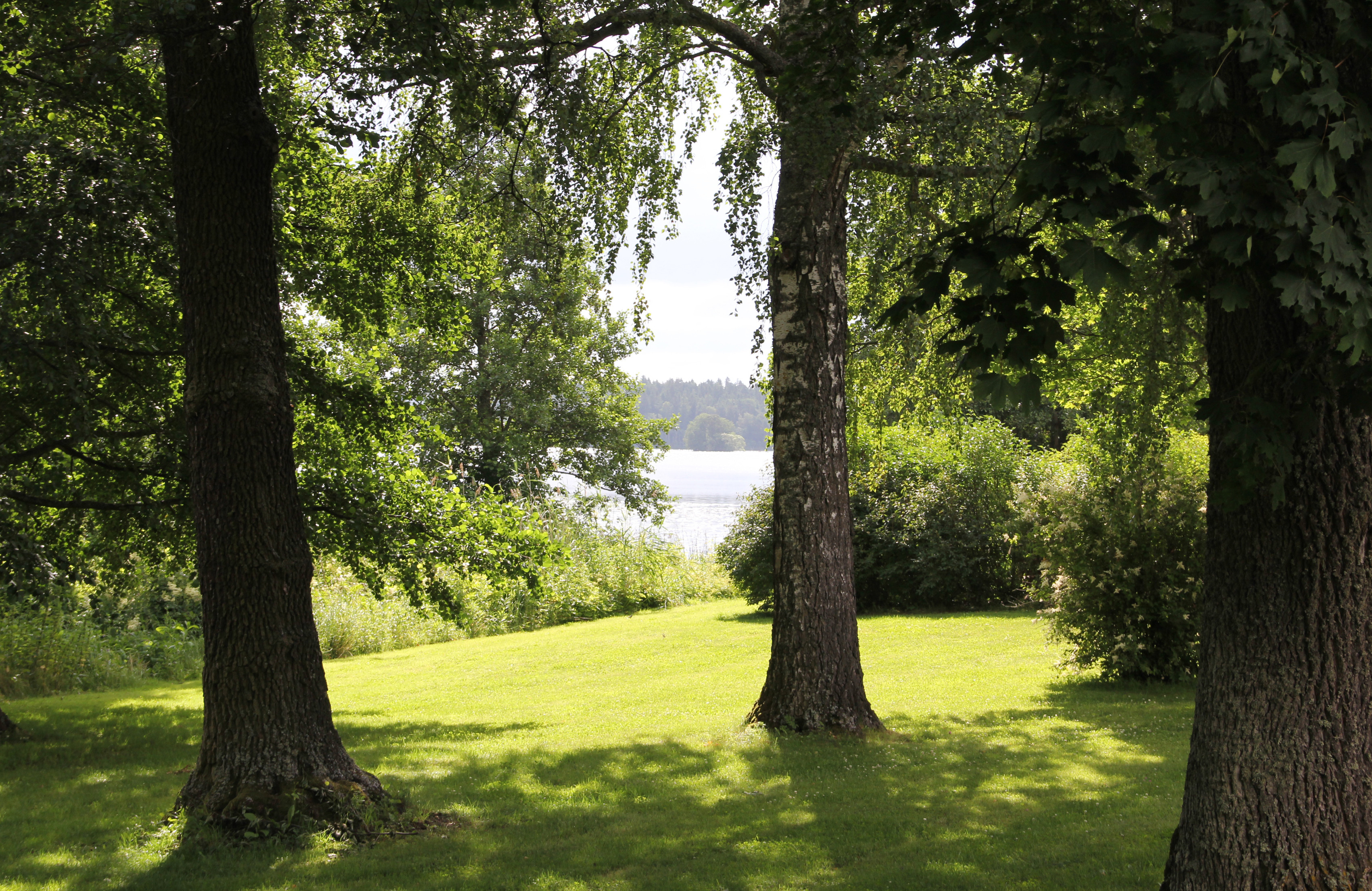 Parken vid Gripsholms slott. Vy mot vattnet mellan träd och buskage. Sommar och grönska.