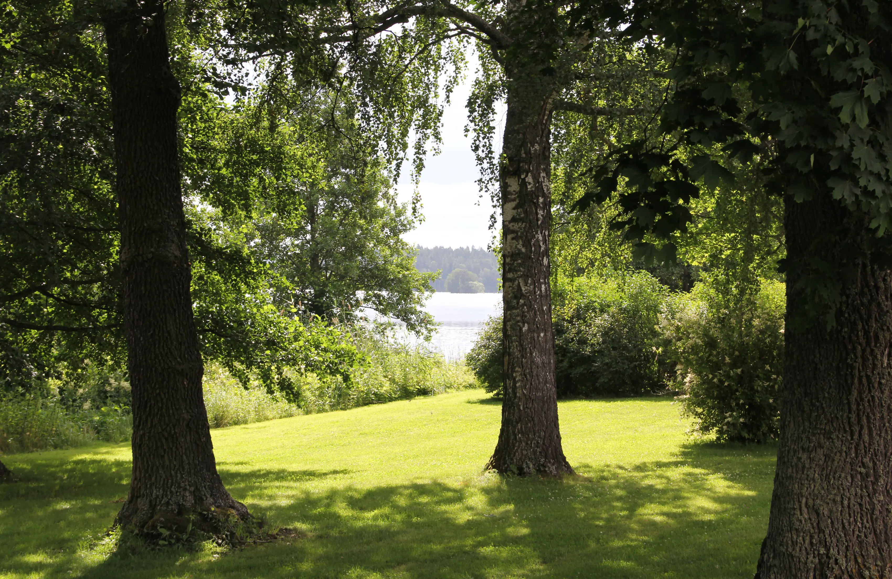 Parken vid Gripsholms slott. Vy mot vattnet mellan träd och buskage. Sommar och grönska.
