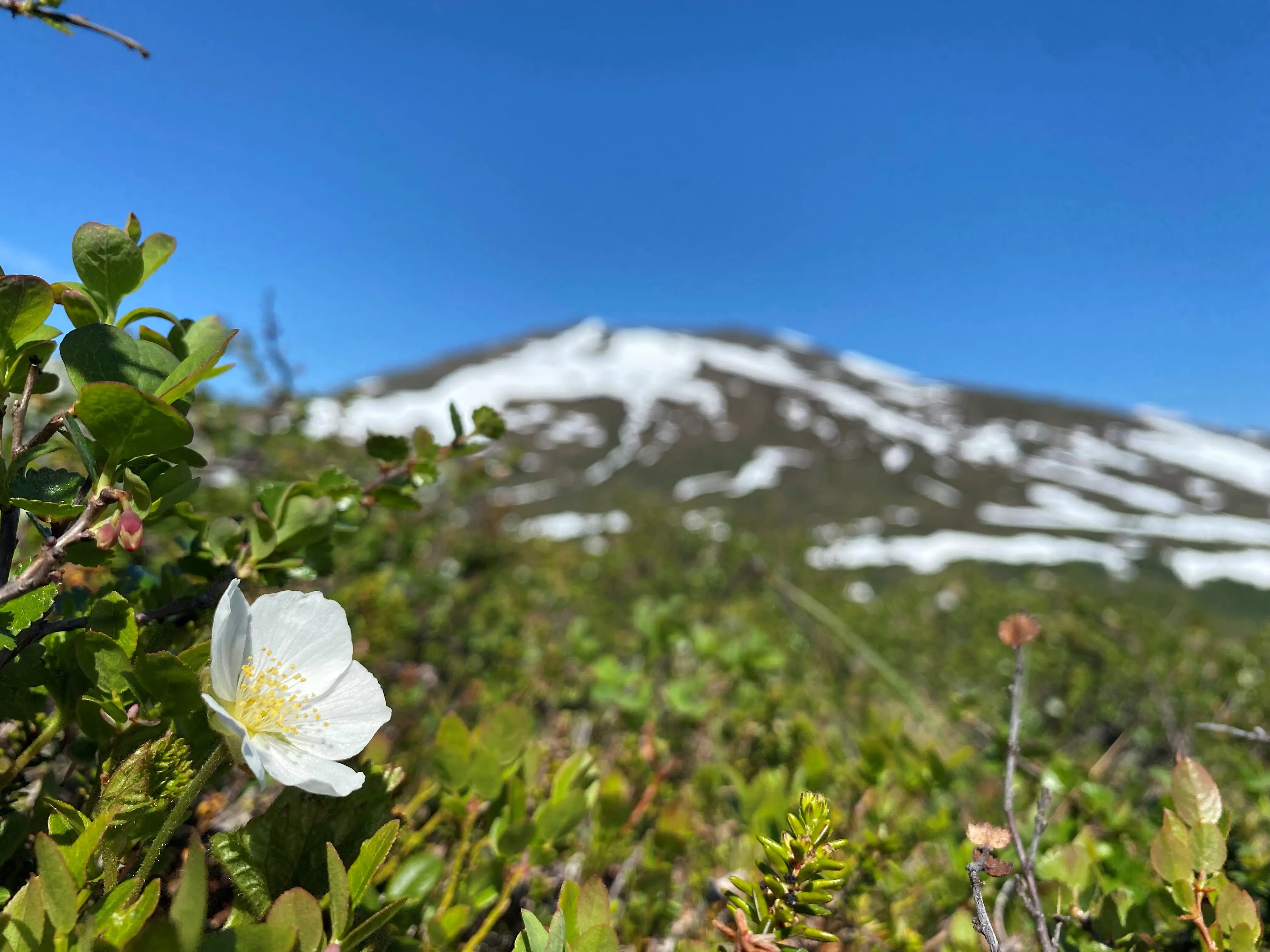 Fjällblomma vid Storulvån