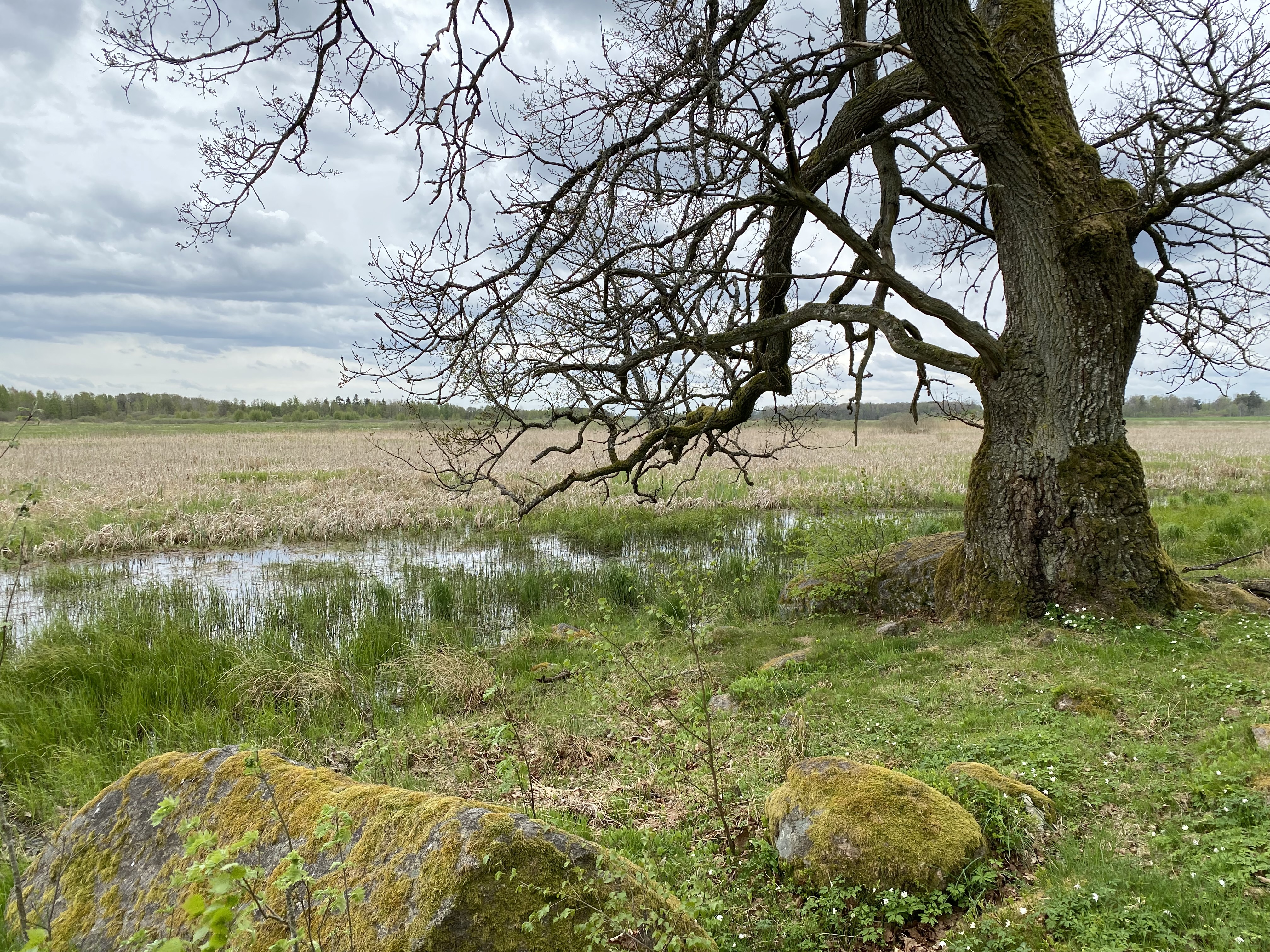 Husebymaden. Våtmark med högt gräs som växer i vatten. Invid sankmarken står ett knotigt träd. Vår och knoppande vitsippor.
