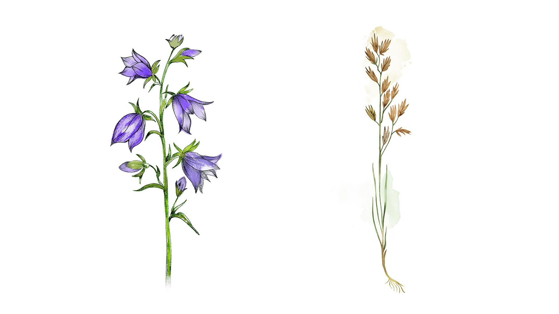 Ett collage med illustrationer av växter, målade i akvarell. Till vänster en växt med blålila klockformade blommor, till höger en typ av gräs, grönare nertill och flertal ljust gula strån upptill.