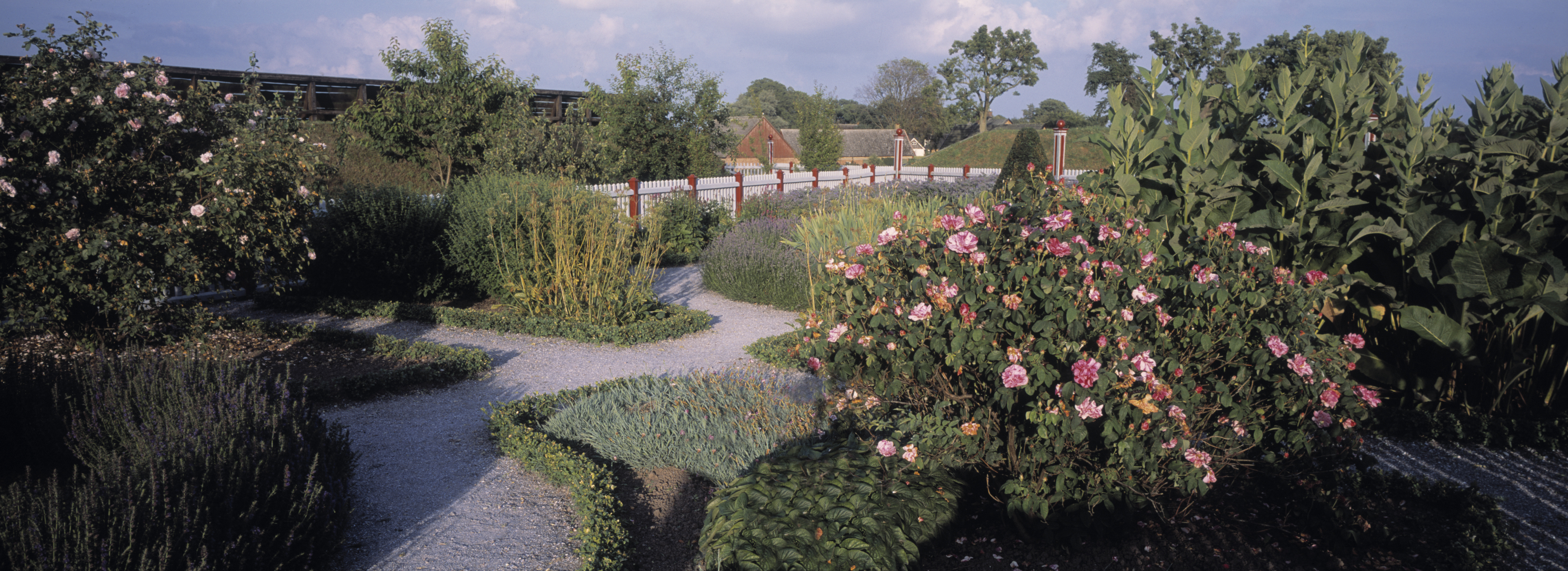 Den rekonstruerade renässans-trädgården på Ven. Sommar, grönska och blommande rosenbuskar.