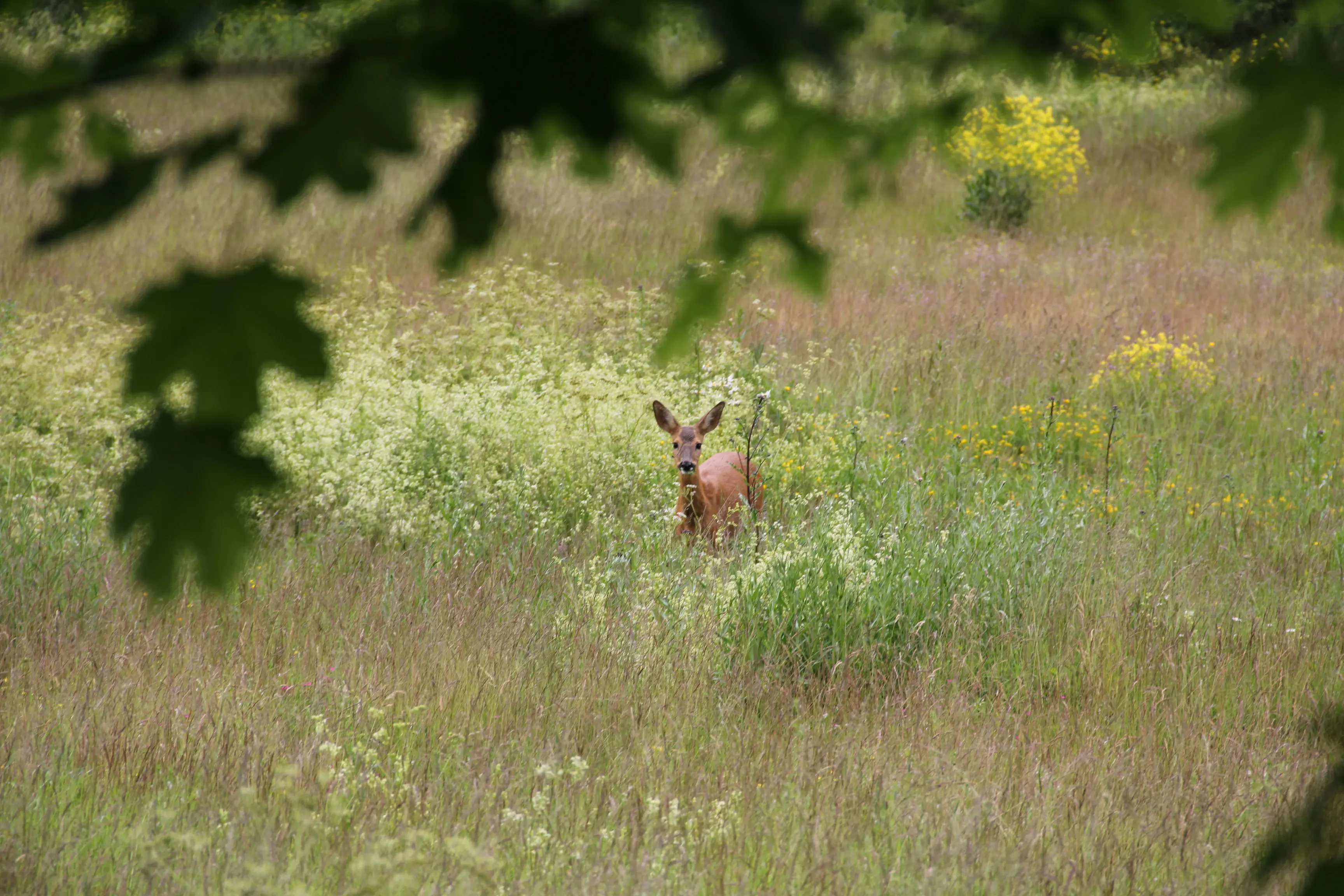 Ett rådjur på en äng i Hagaparken.