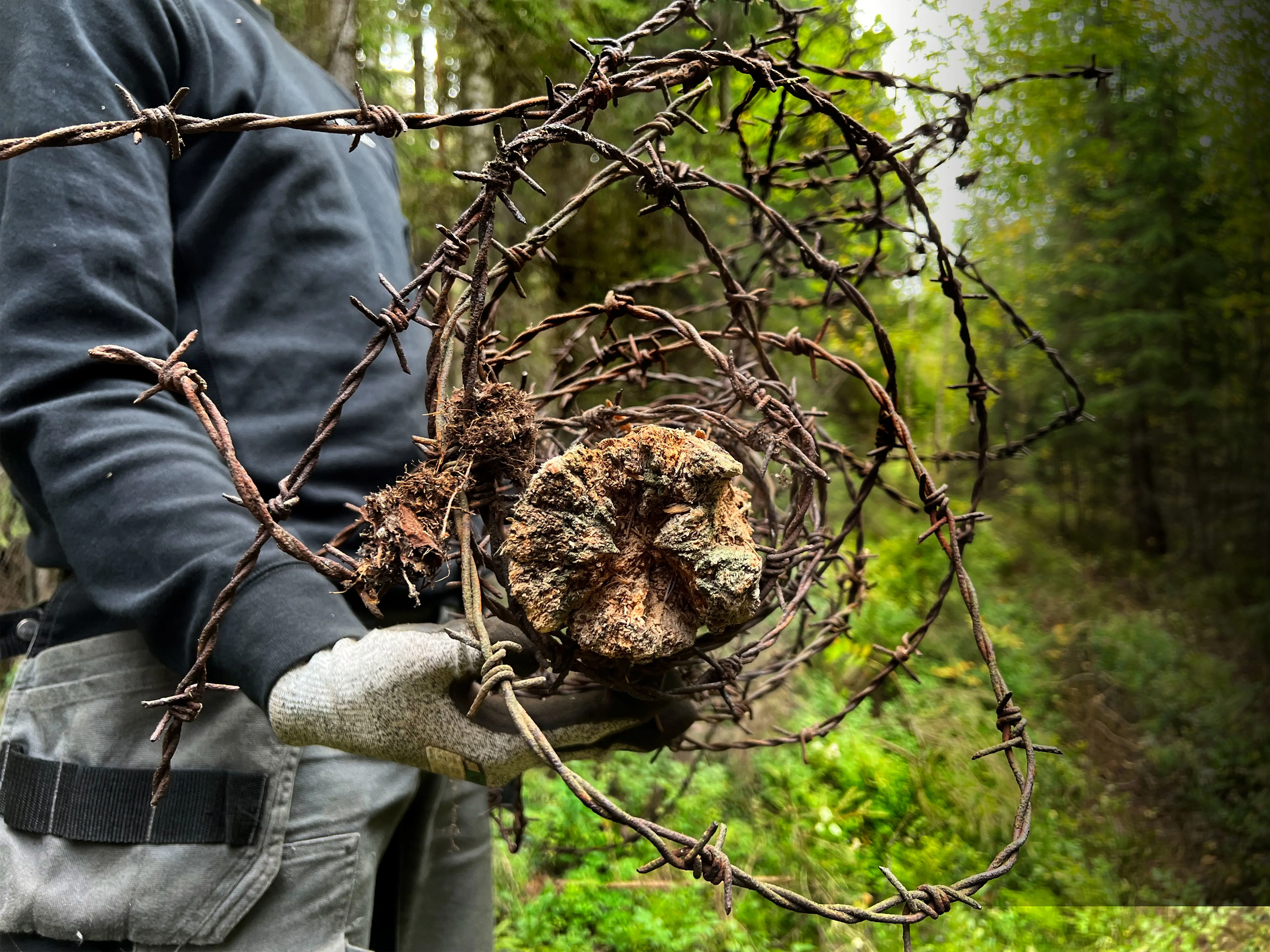 Hand håller ihopsamlad taggtråd vid Bodens fästning