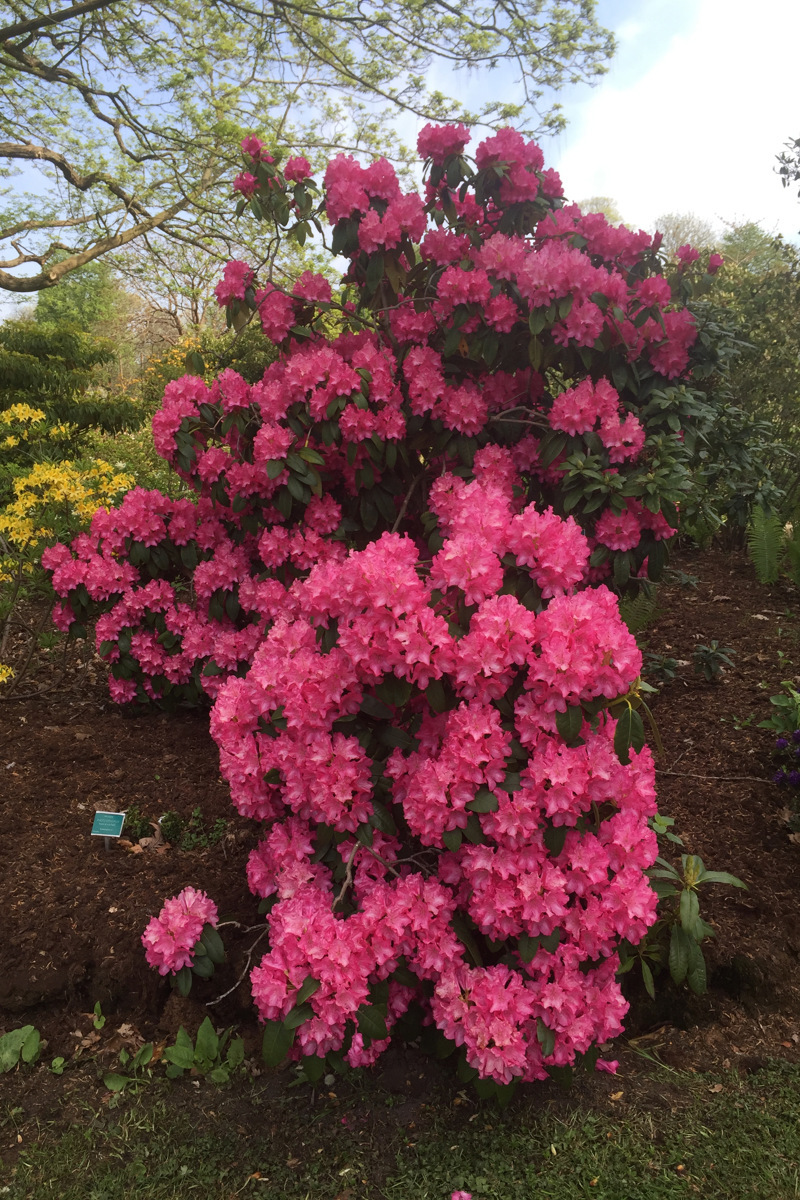 Rhododendron med rosa blommor
