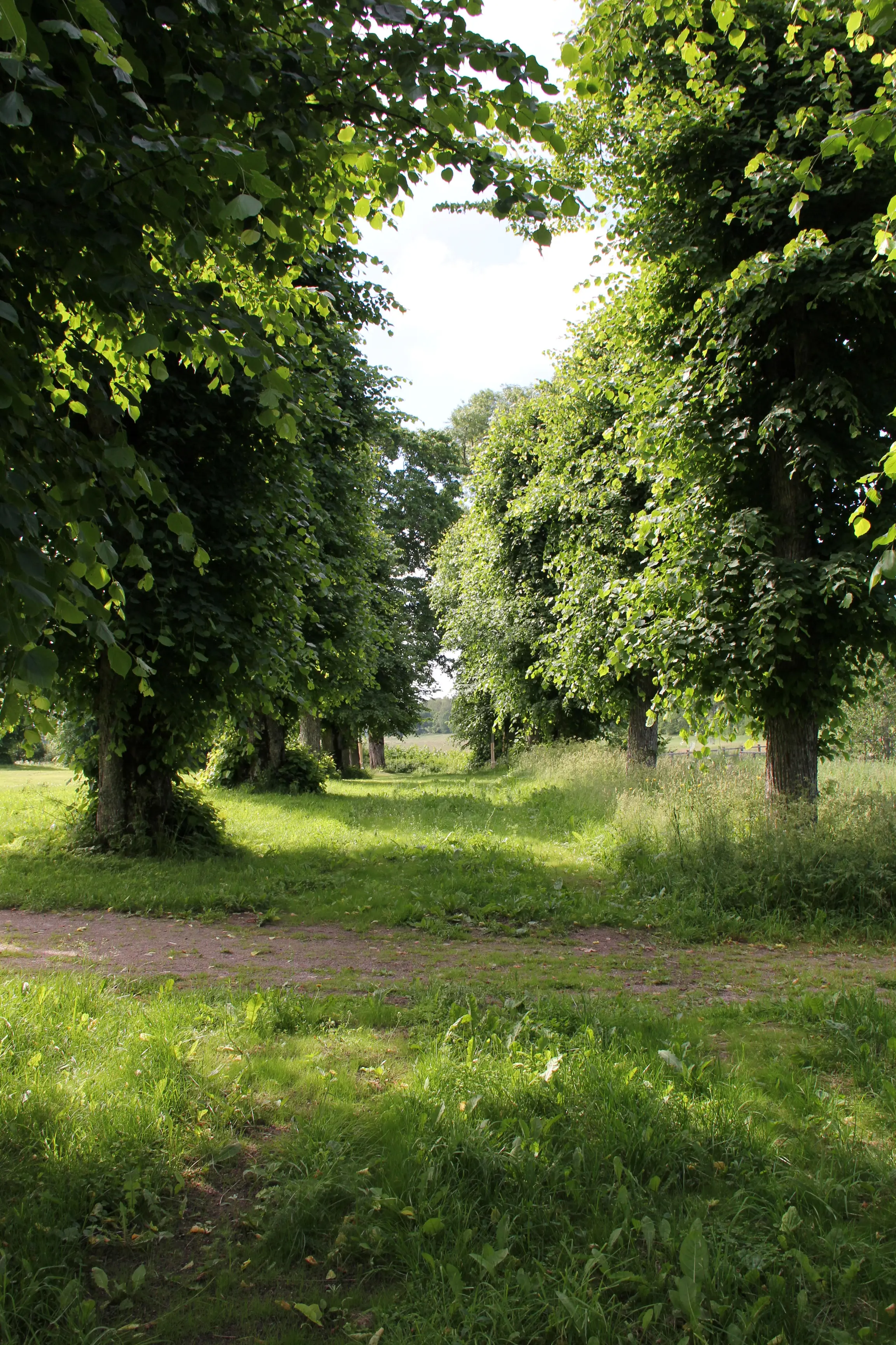 Salsta slottspark. Dubbla trädrader i allén. Sommar och grönska.