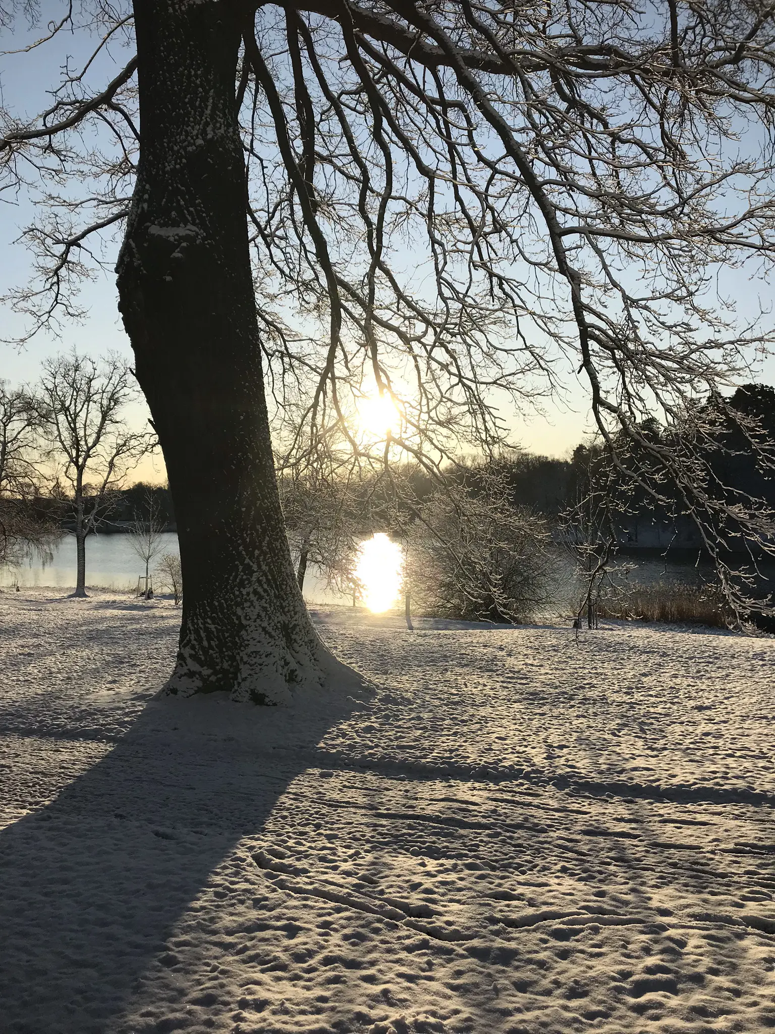 Hagaparken i vinterskrud. Det är rimfrost på träden och solen speglar sig i Brunnsviken.