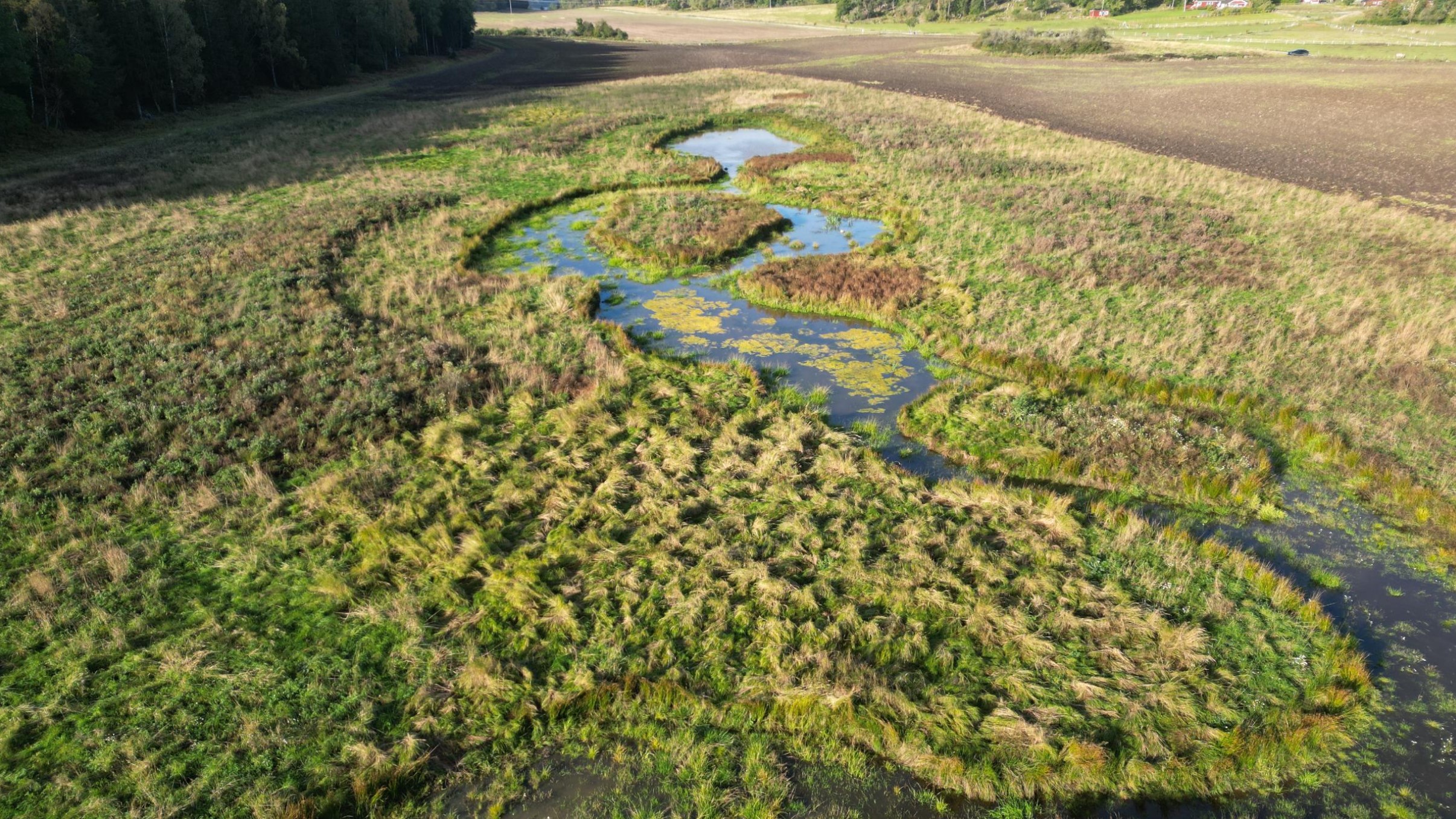 Vy över våtmarker med tuvor och vattenansamlingar.