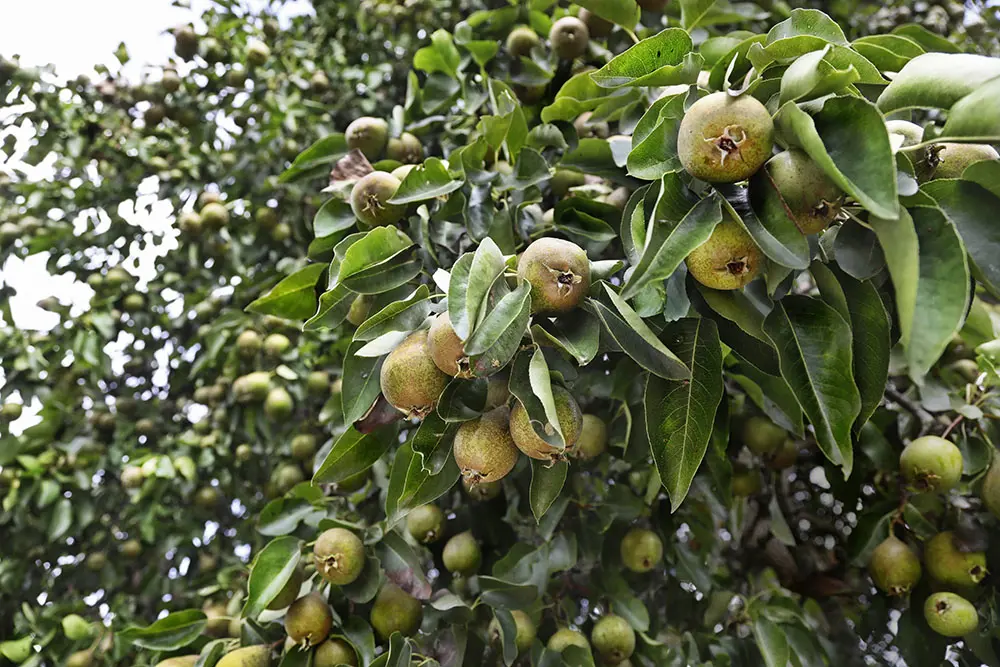 Päronträd av arten Munkpäron växer i klonarkivet i Vadstena.
