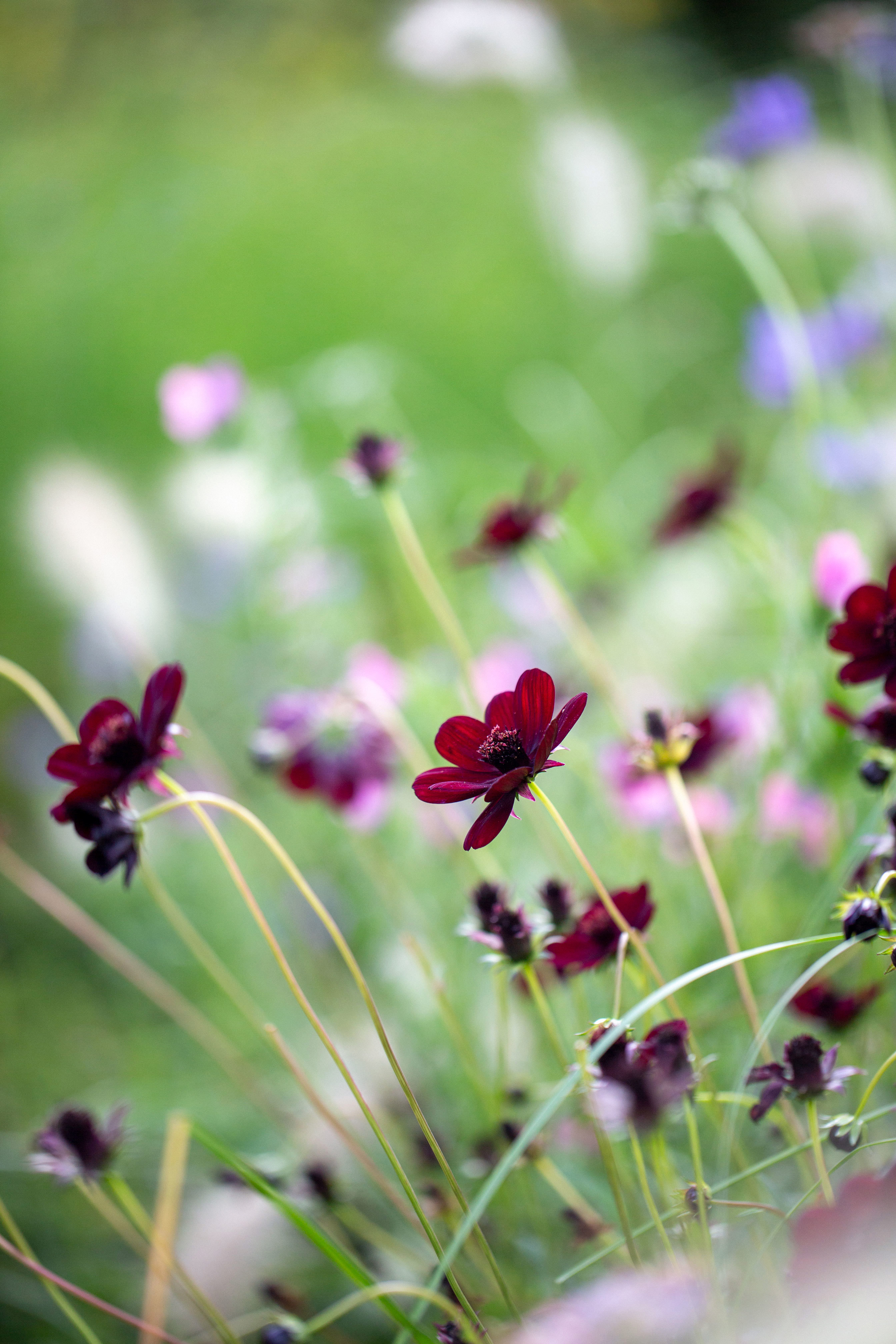Chokladblommor i Ulriksdals slottsträdgård