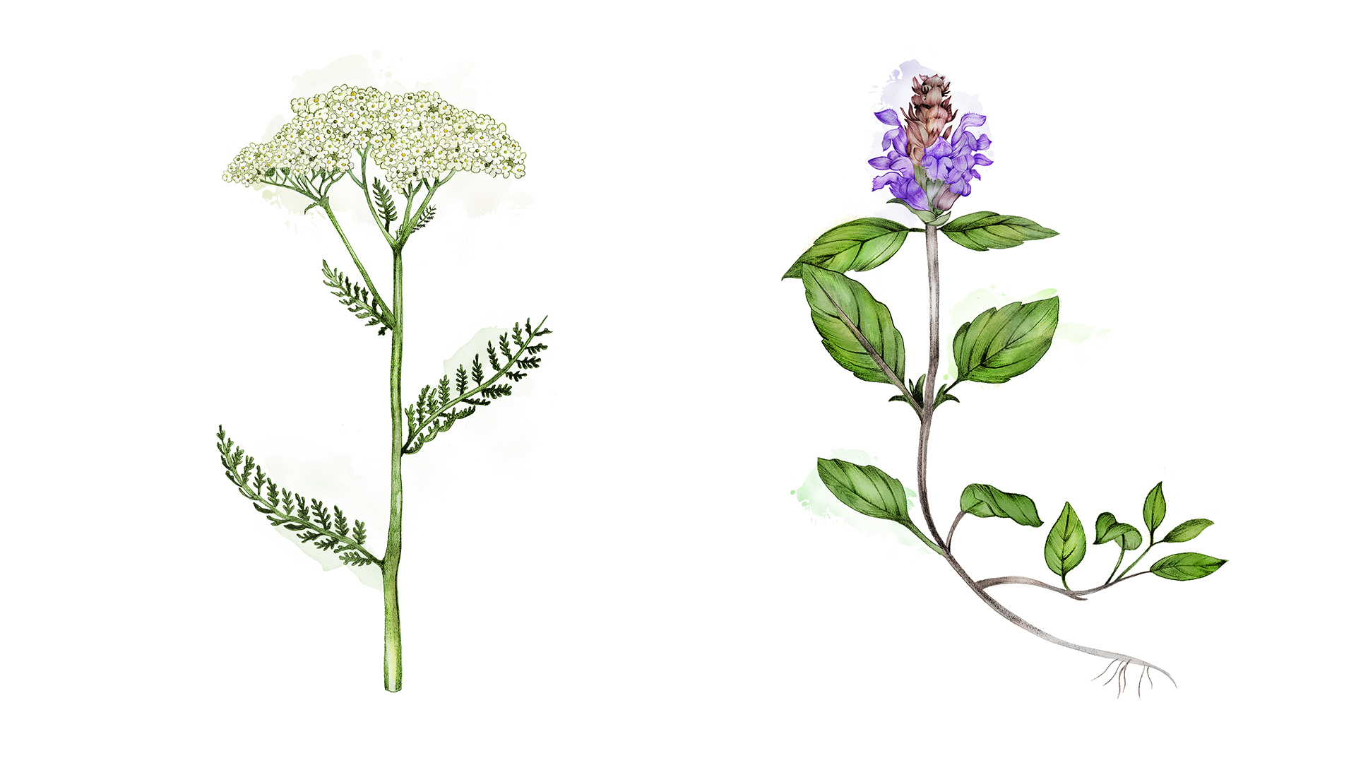 Ett collage med illustrationer av växter, målade i akvarell. Till vänster en växt med flera små, små vita blommor som sitter tätt i en klase. Till höger en växt som är lila men brun i toppen.
