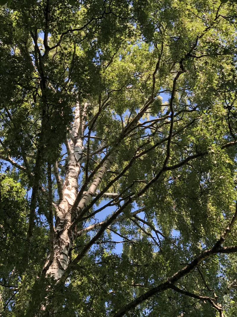 En frodig björk-krona i Umeå residens park.