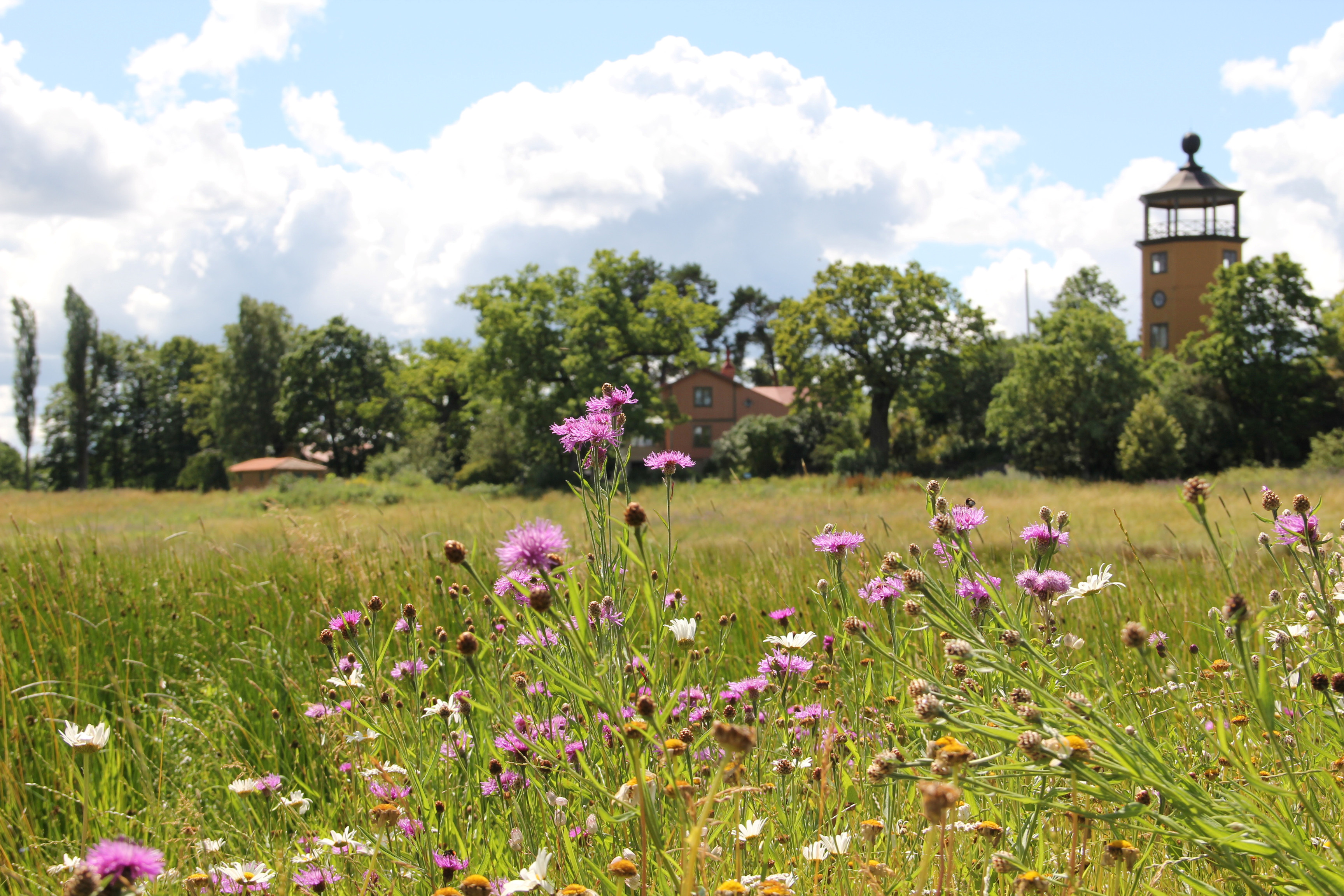 Bergianska trädgården. Blommande äng. I bakgrunden skymtar utsiktstornet och Stora Gustavsborg. Sommar och grönska.