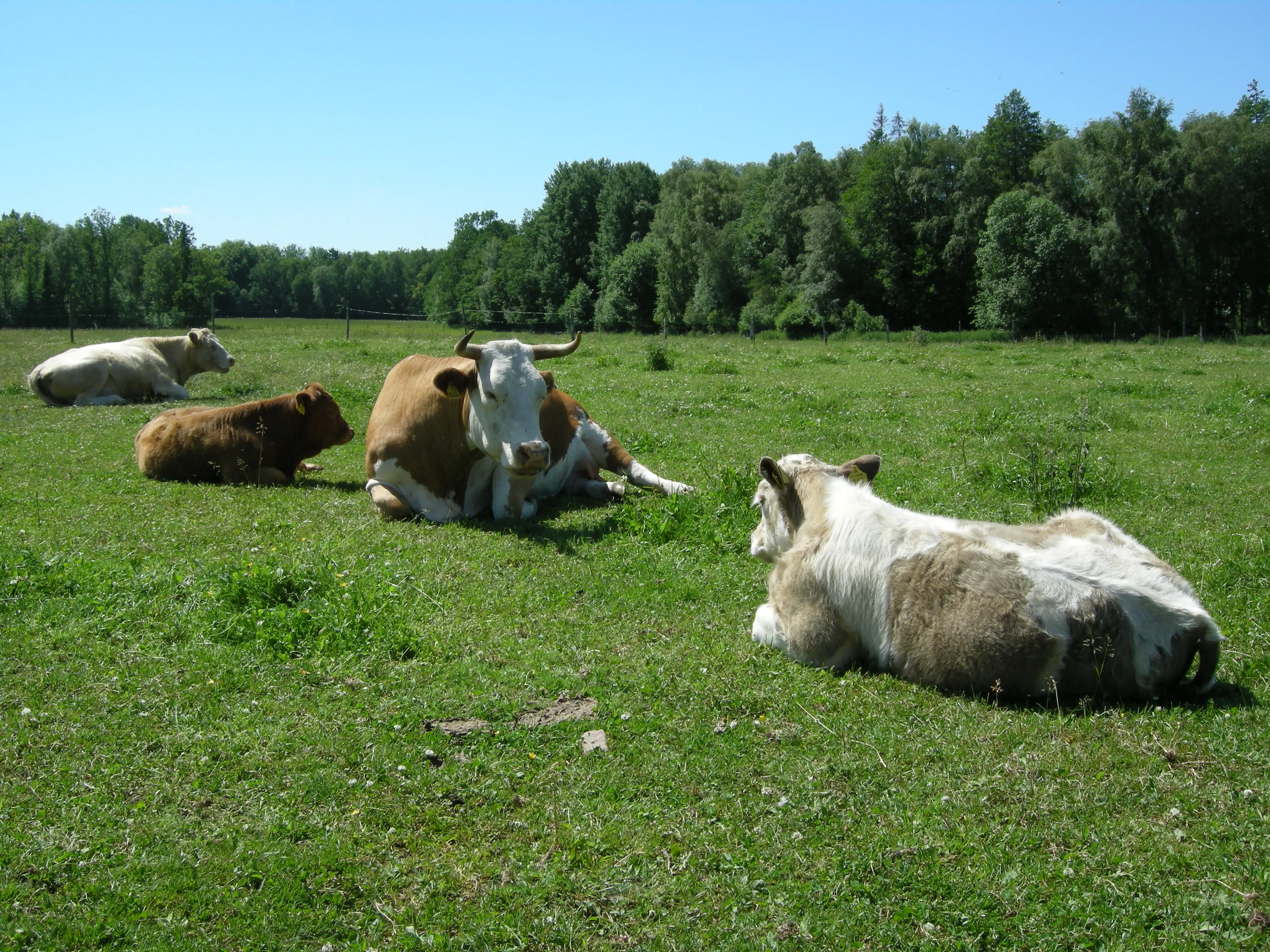 Vilande ko och större kalvar i en hage, Kronobergs kungsgård.