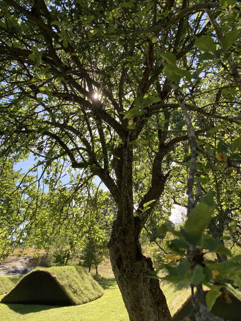 Minnesvården med sina grästäckta vallar. Ett träd i förgrunden.