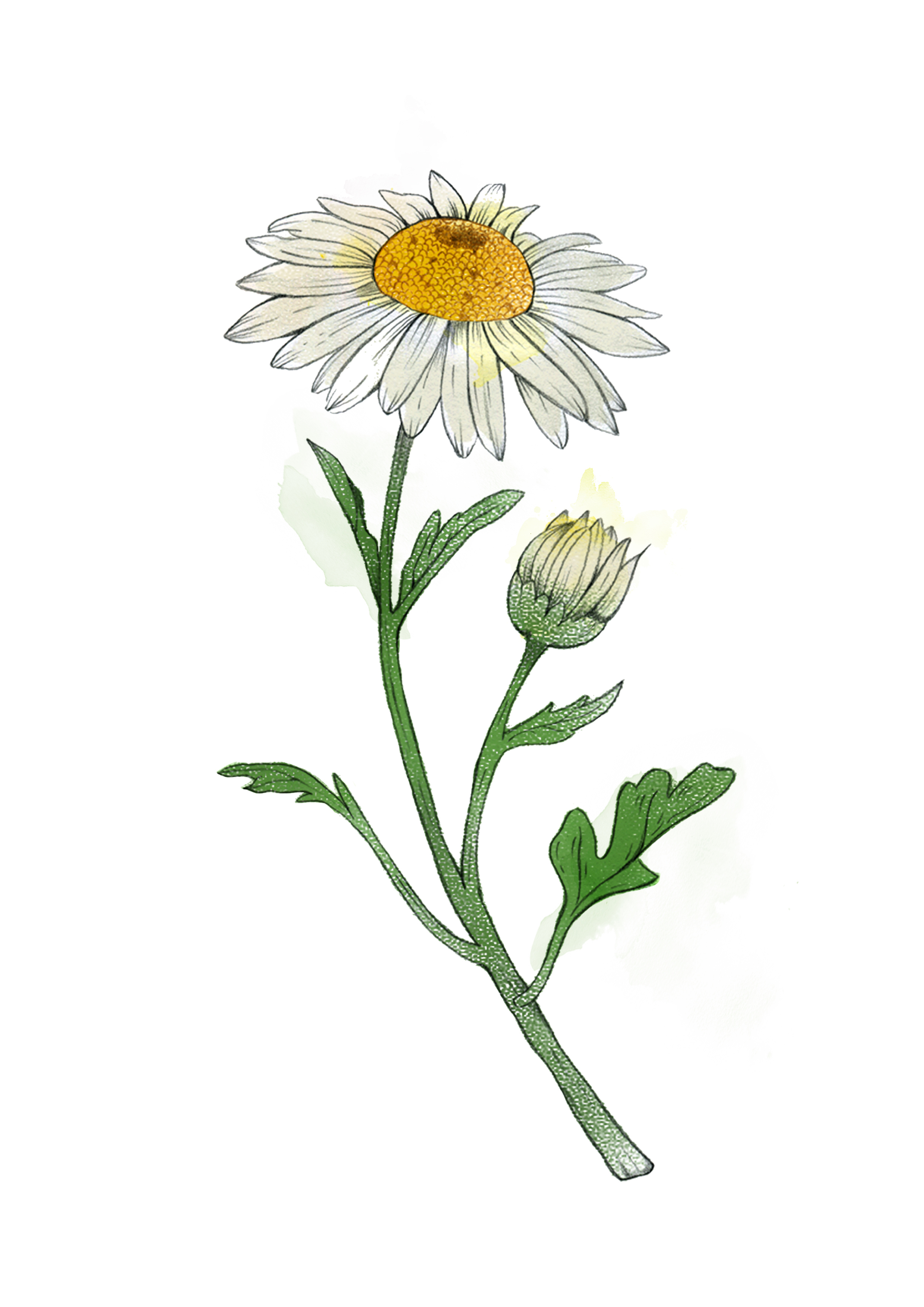 En illustration av en vit flerflikig blomma med gul mitt, målad i akvarell.