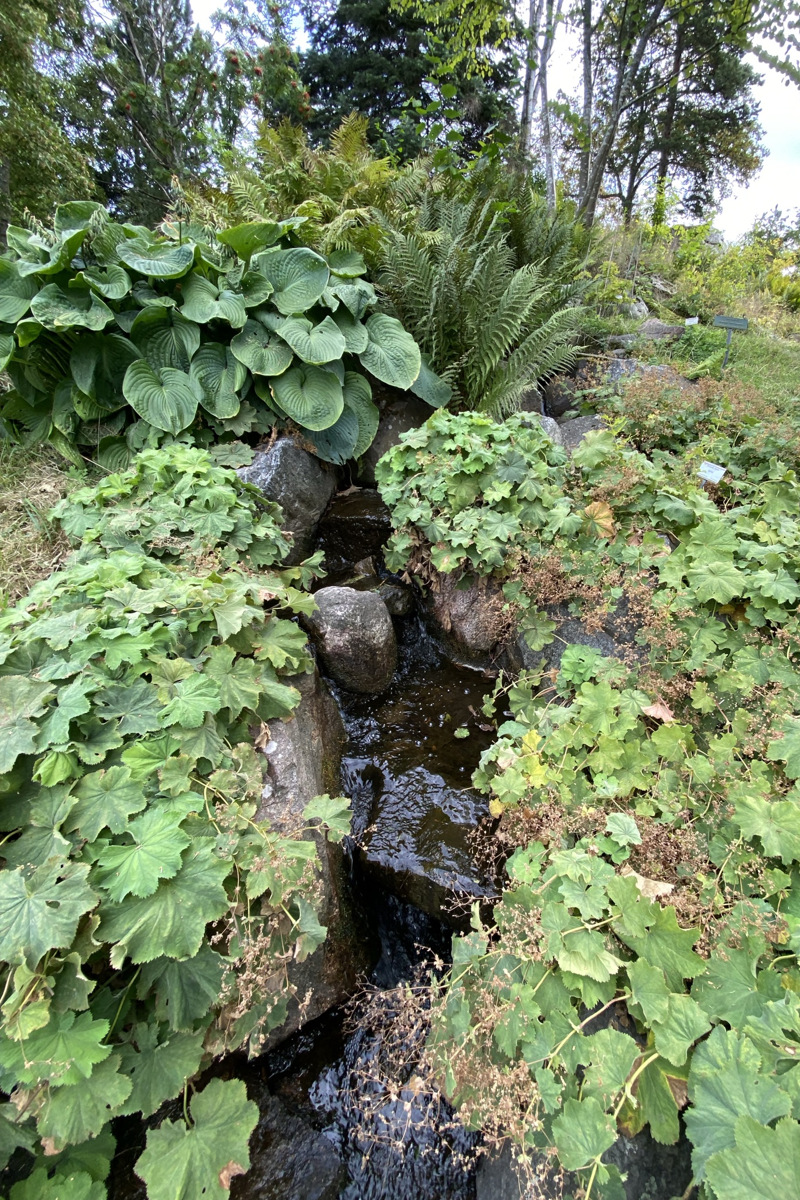 Bergianska trädgården. Stenparti med en liten bäck.
