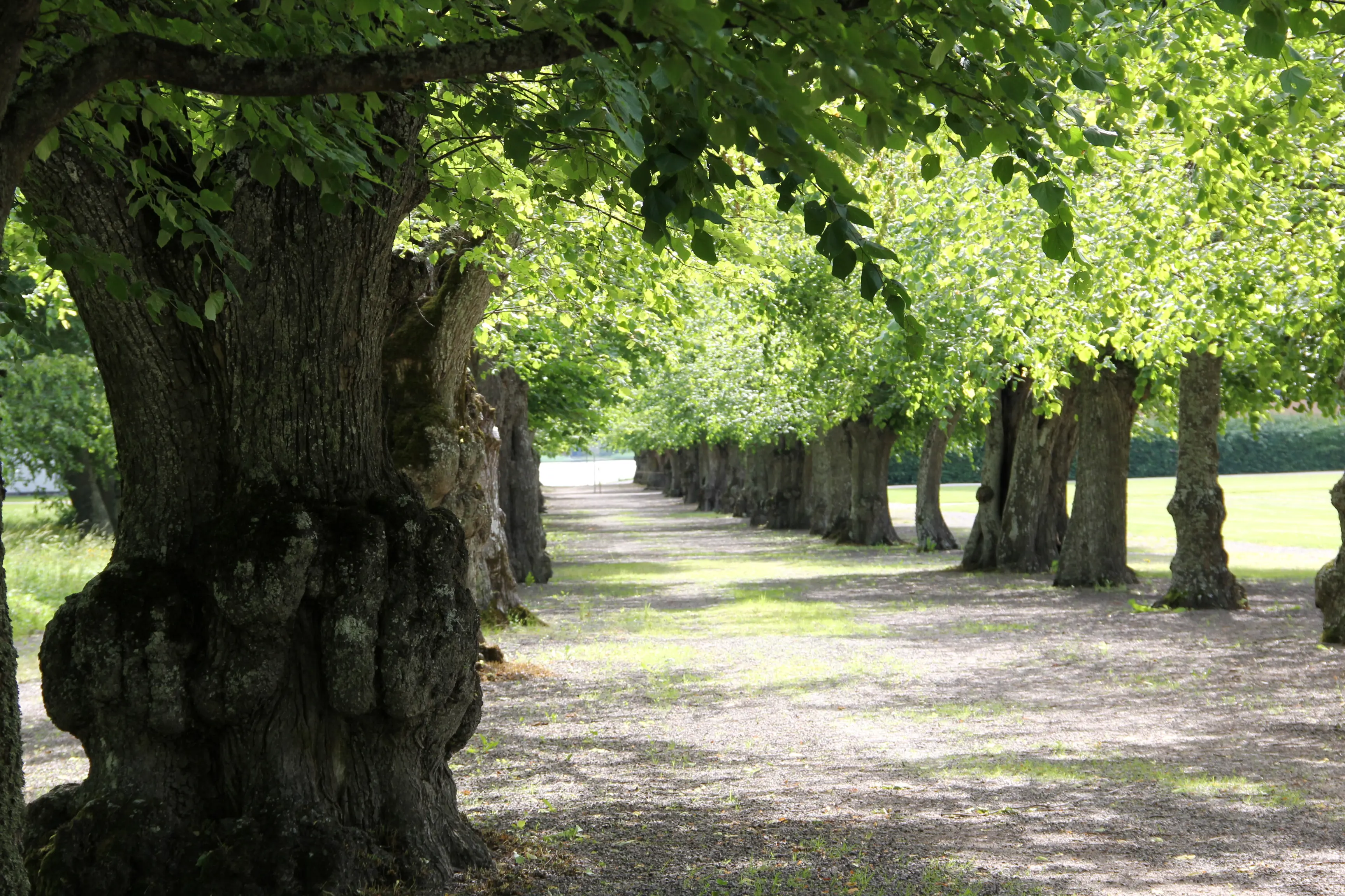 Skoklosters slottspark. Lindallén som leder ner mot Mälaren.