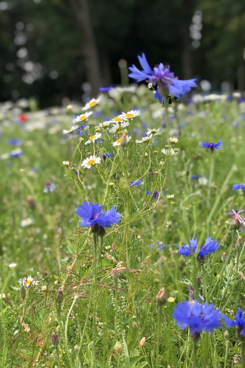 Äng med blommor av olika sorter.