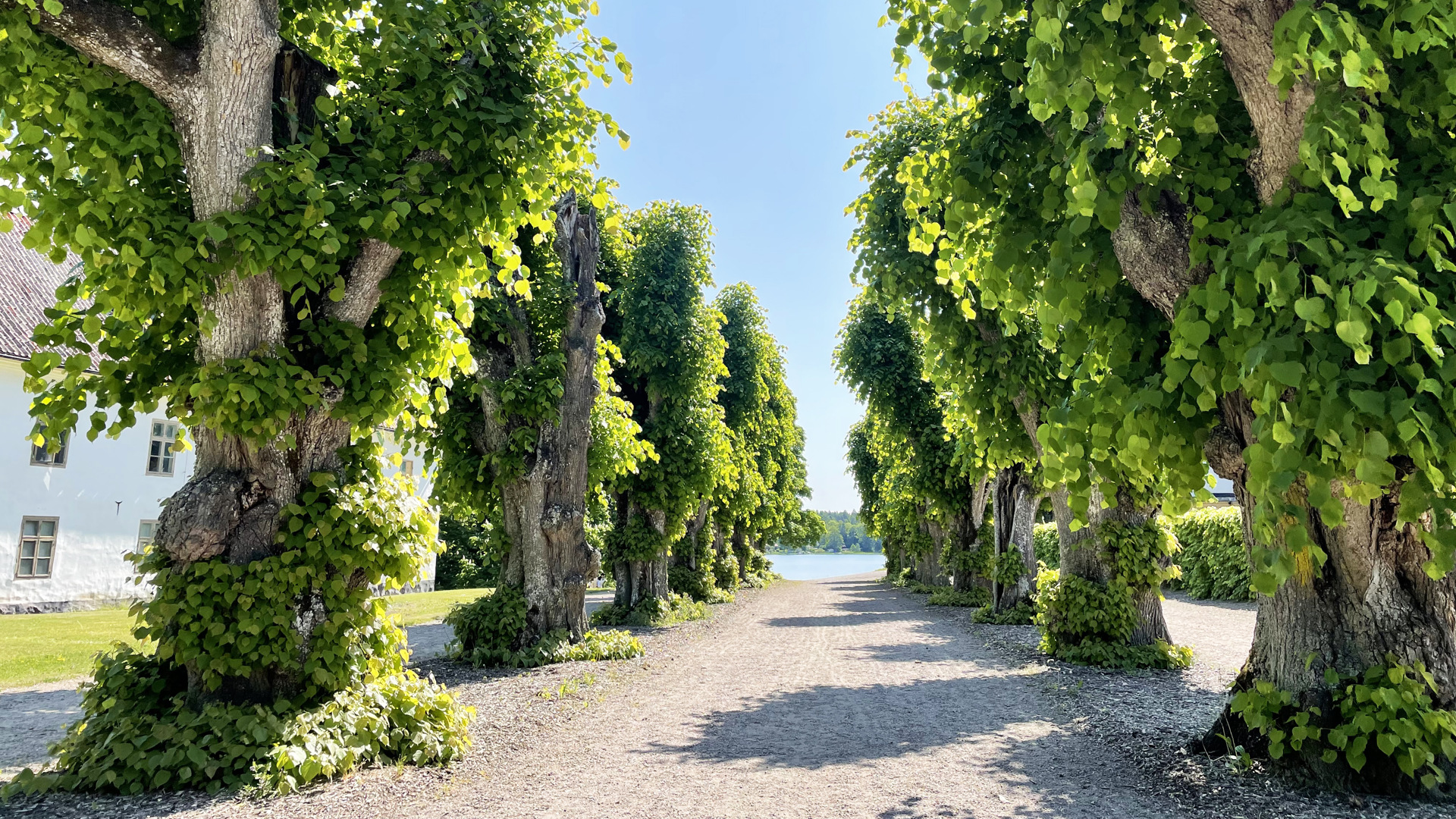Skokloster. Allé med hamlade lindar, täckta av gröna löv från marken till toppen. En bred gång mellan träd-raderna går mot vattnet.