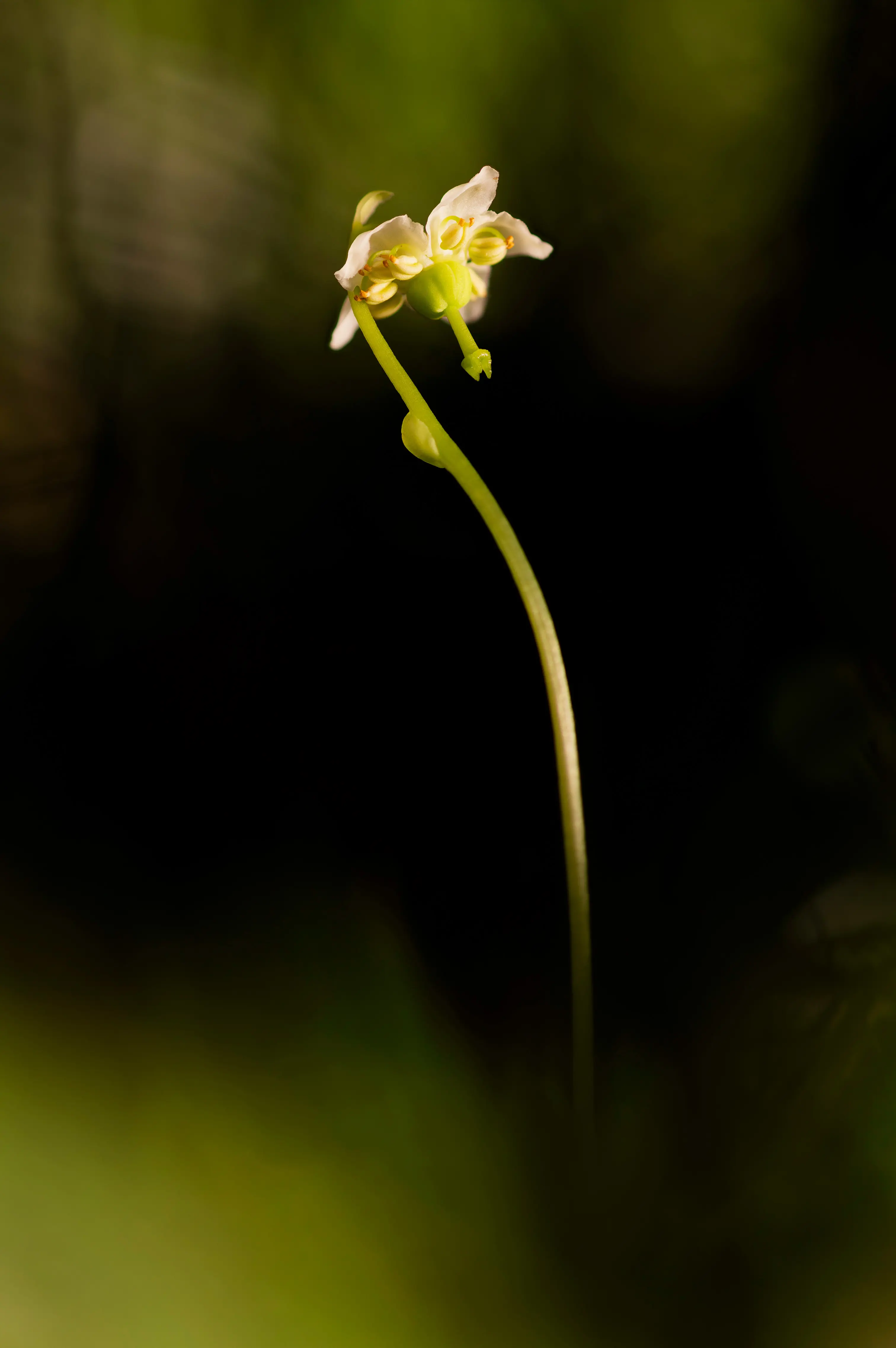 Ögonpyrola