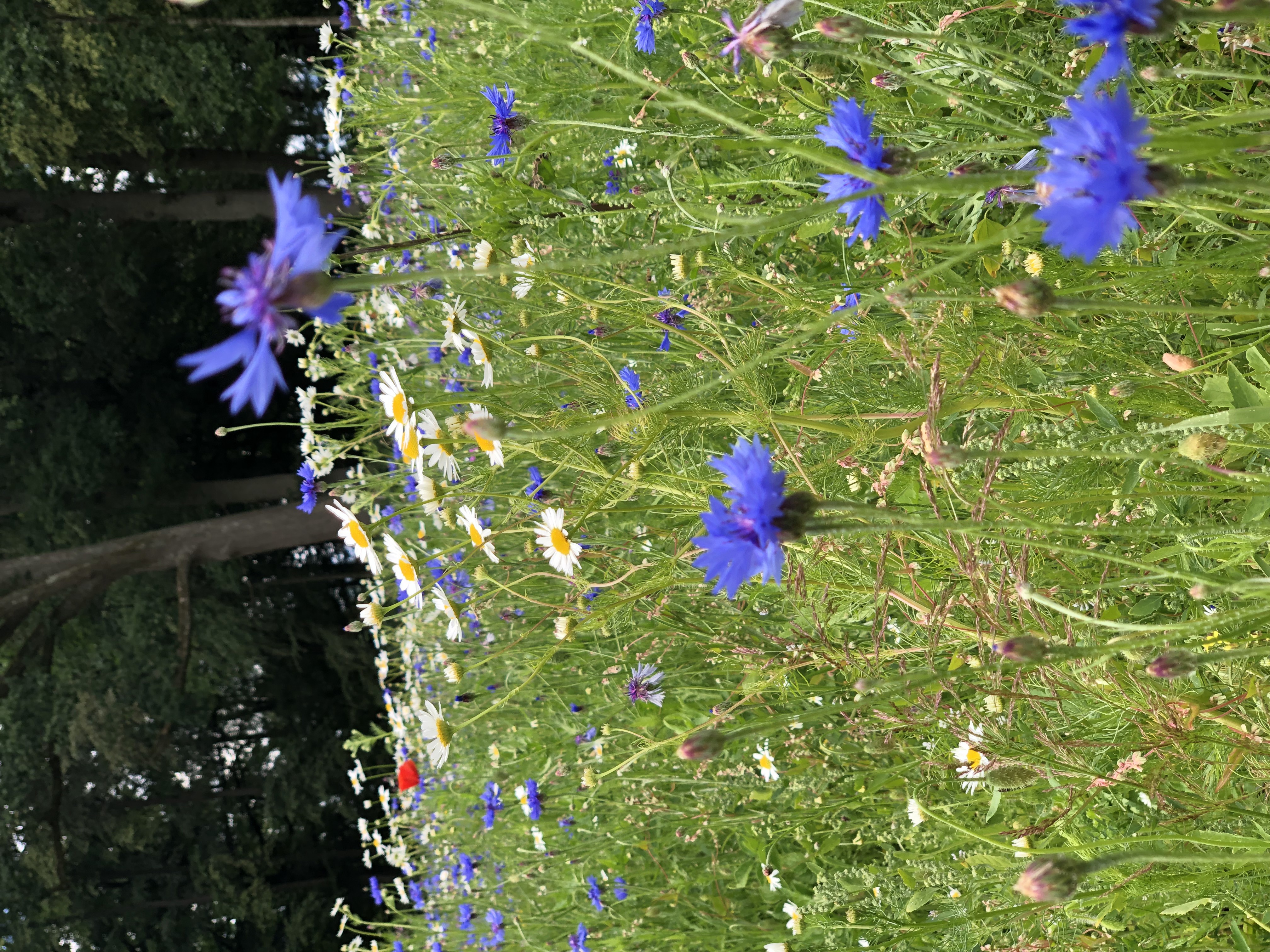 En blomstrande sommaräng med blåklint i förgrunden.