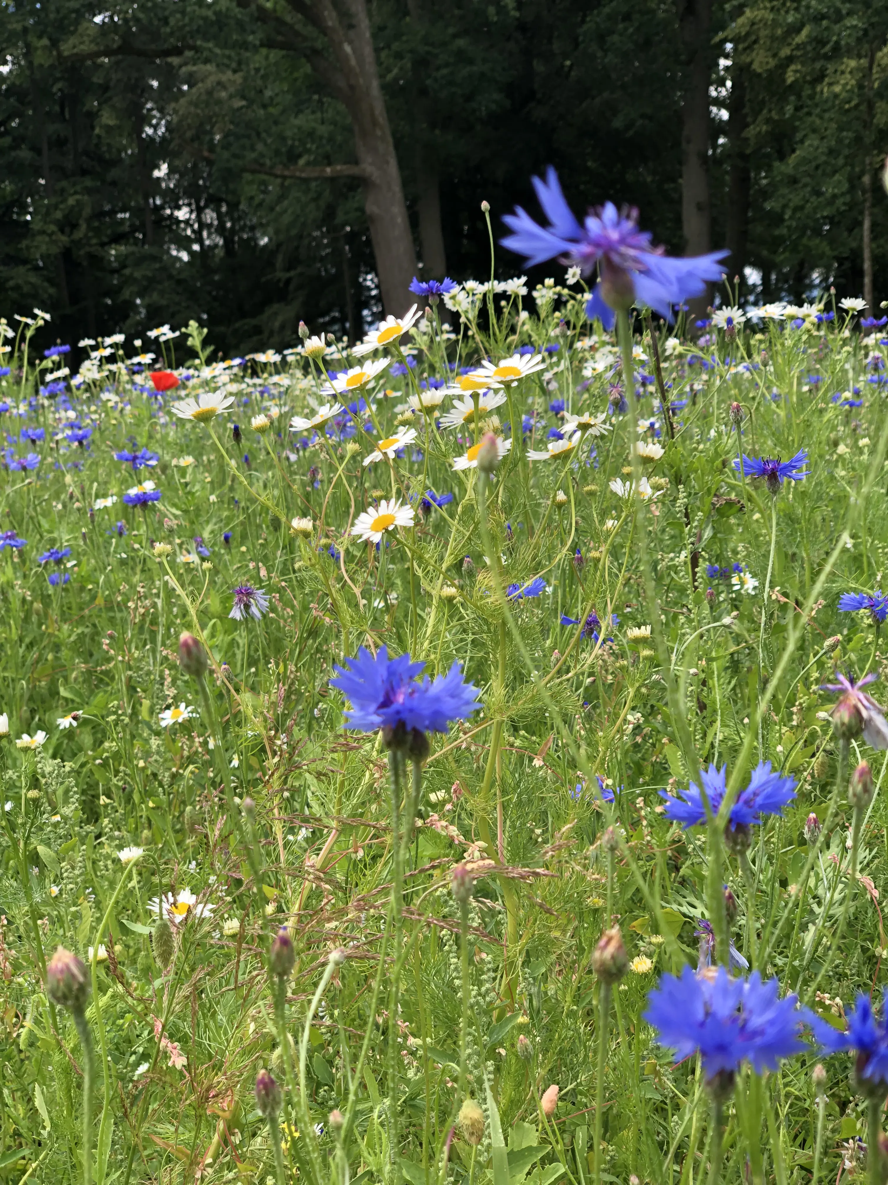 En blomstrande sommaräng med blåklint i förgrunden.
