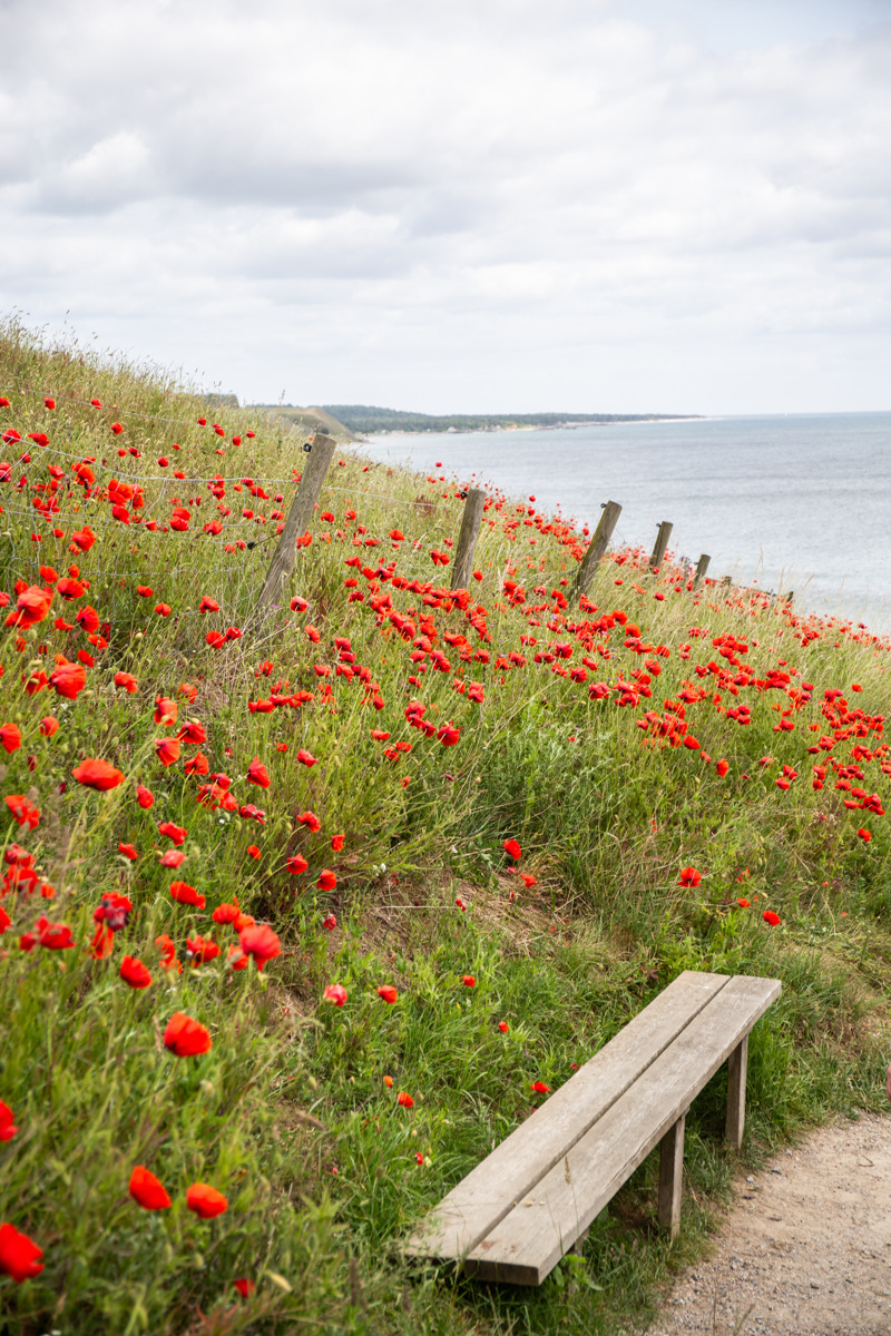 Ales stenar. Träbänk vid en stig upp till fornlämningen. Bredvid stigen är sluttningen full av blommande vallmo. I bakgrunden havet.