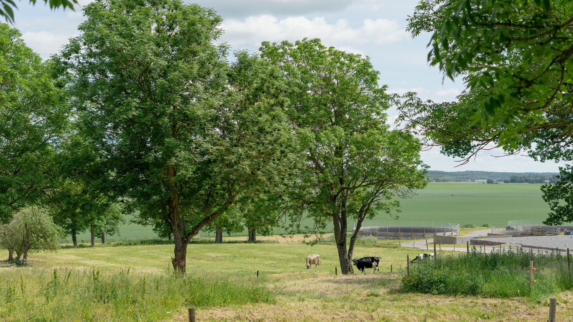 Landsberga. Utsikt över en beteshage med några kvigor och där bortom vidsträckta åkrar.