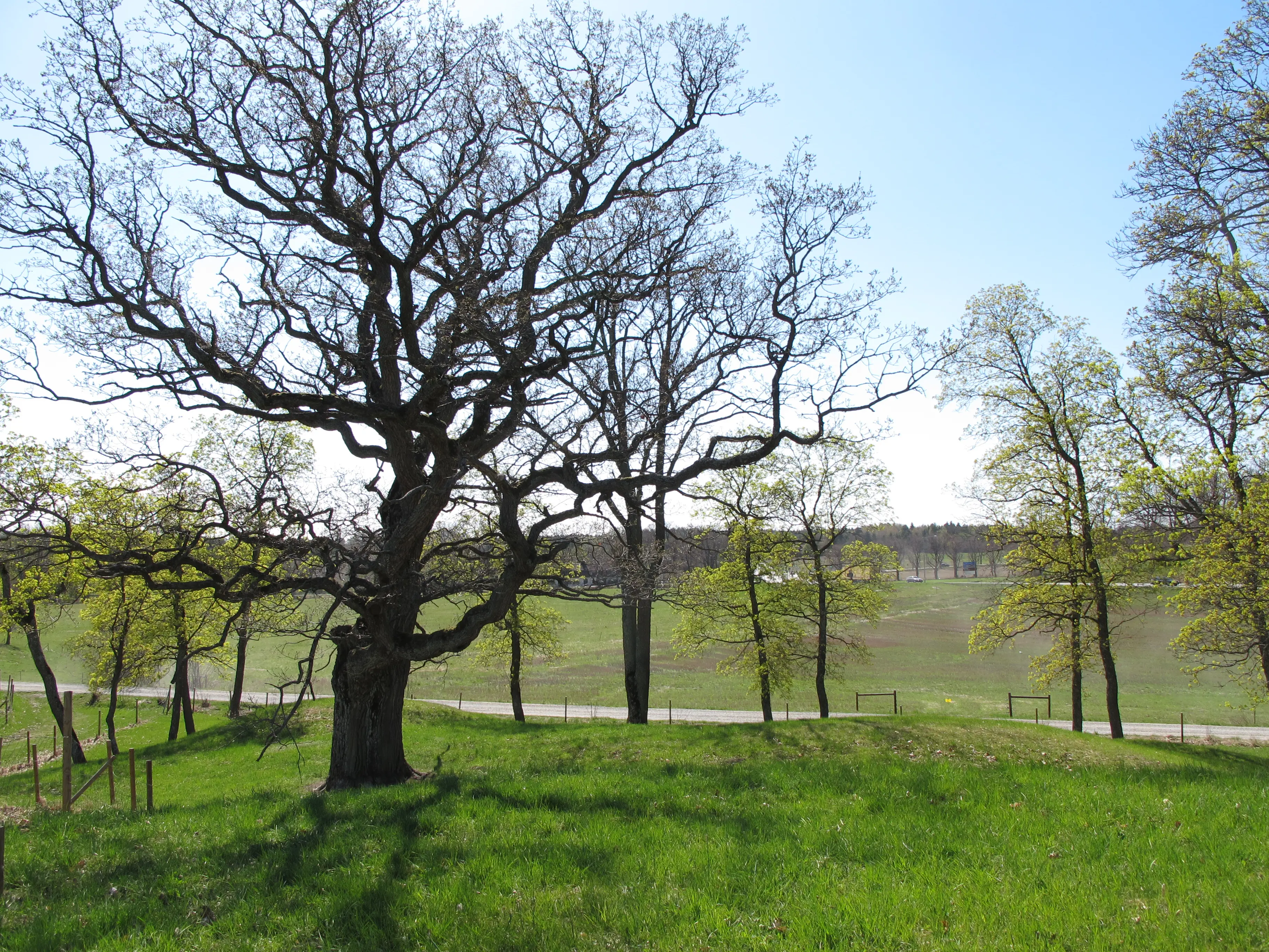 Drottningholms kungsgård. Vy över öppna fält. I förgrunden en gammal knotig ek.