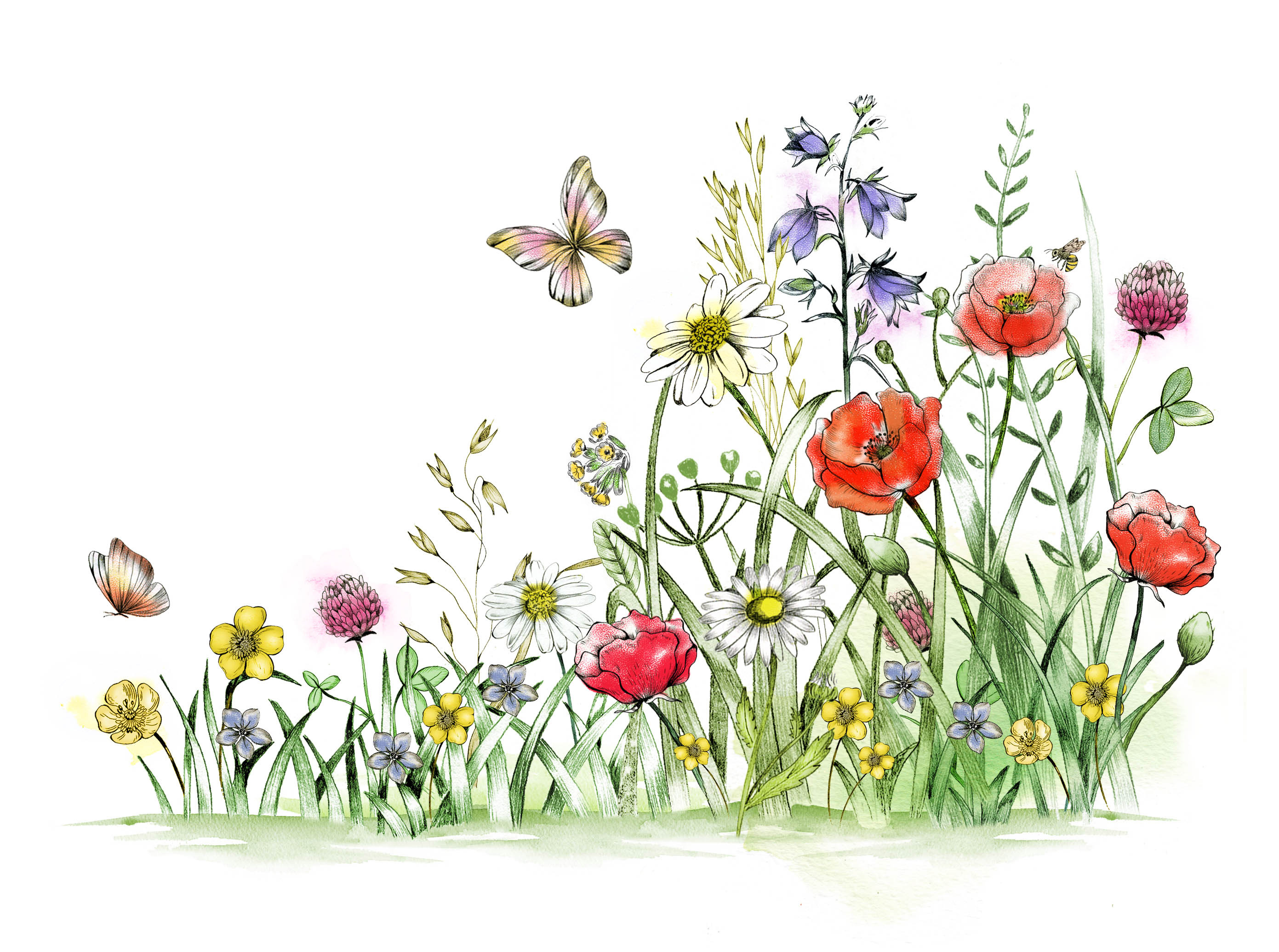 En illustration av en sommaräng full med röda, gula, blå och vita blommor och gräs runt omkring. Målad i akvarell.