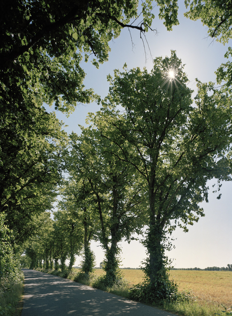 En av de långa alléerna som leder till Roma kungsgård genom jordbrukslandskapet.