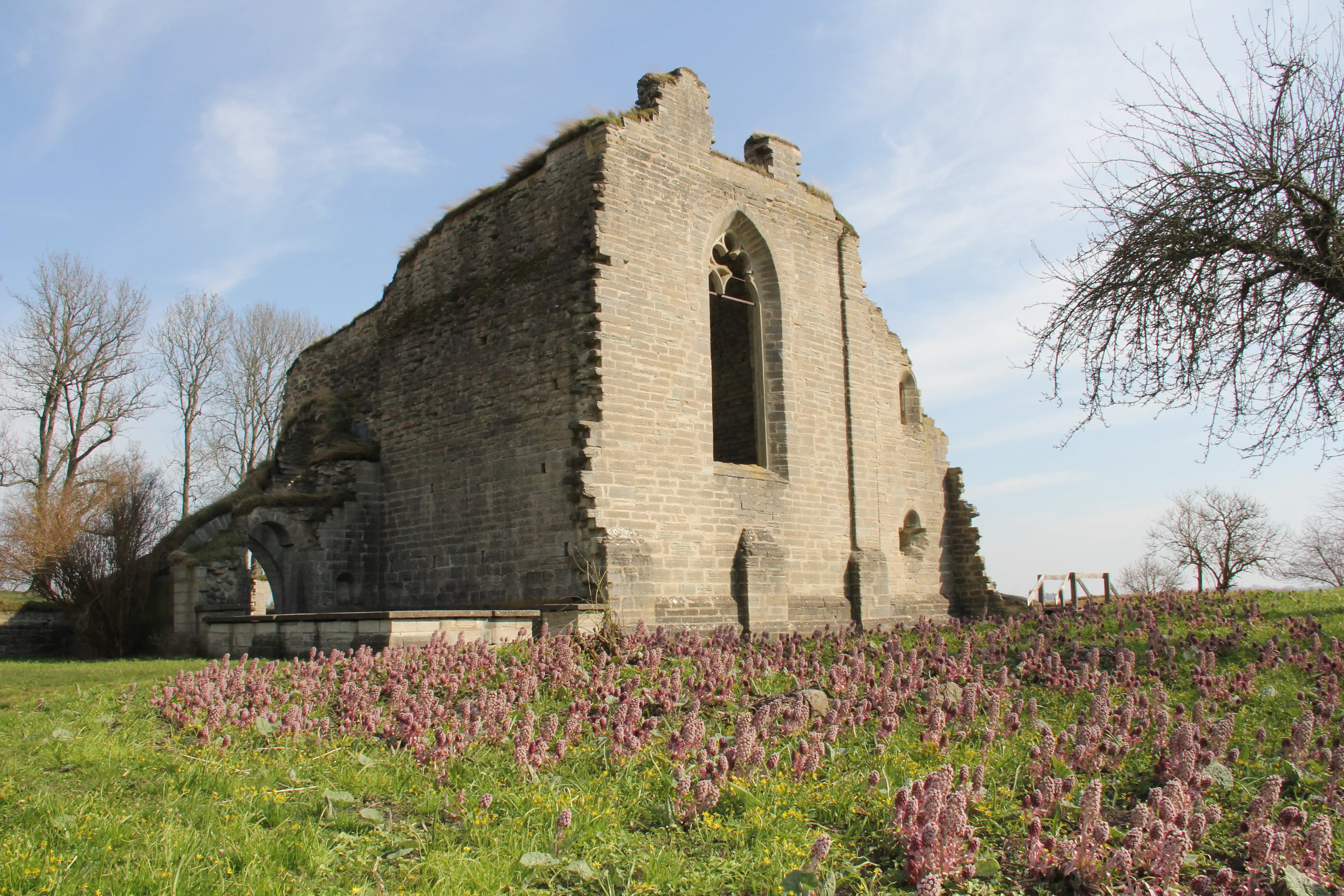 Ruin av den stora kyrkan i Alvastra kloster. Tidig vår. Marken är täckt av blommor.