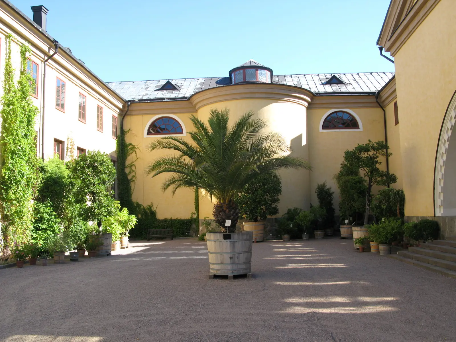 Linnéanums innergård. Tjugotals-klassicistiska fasader ramar in en grusplan med stora krukväxter, bland annat en palm.