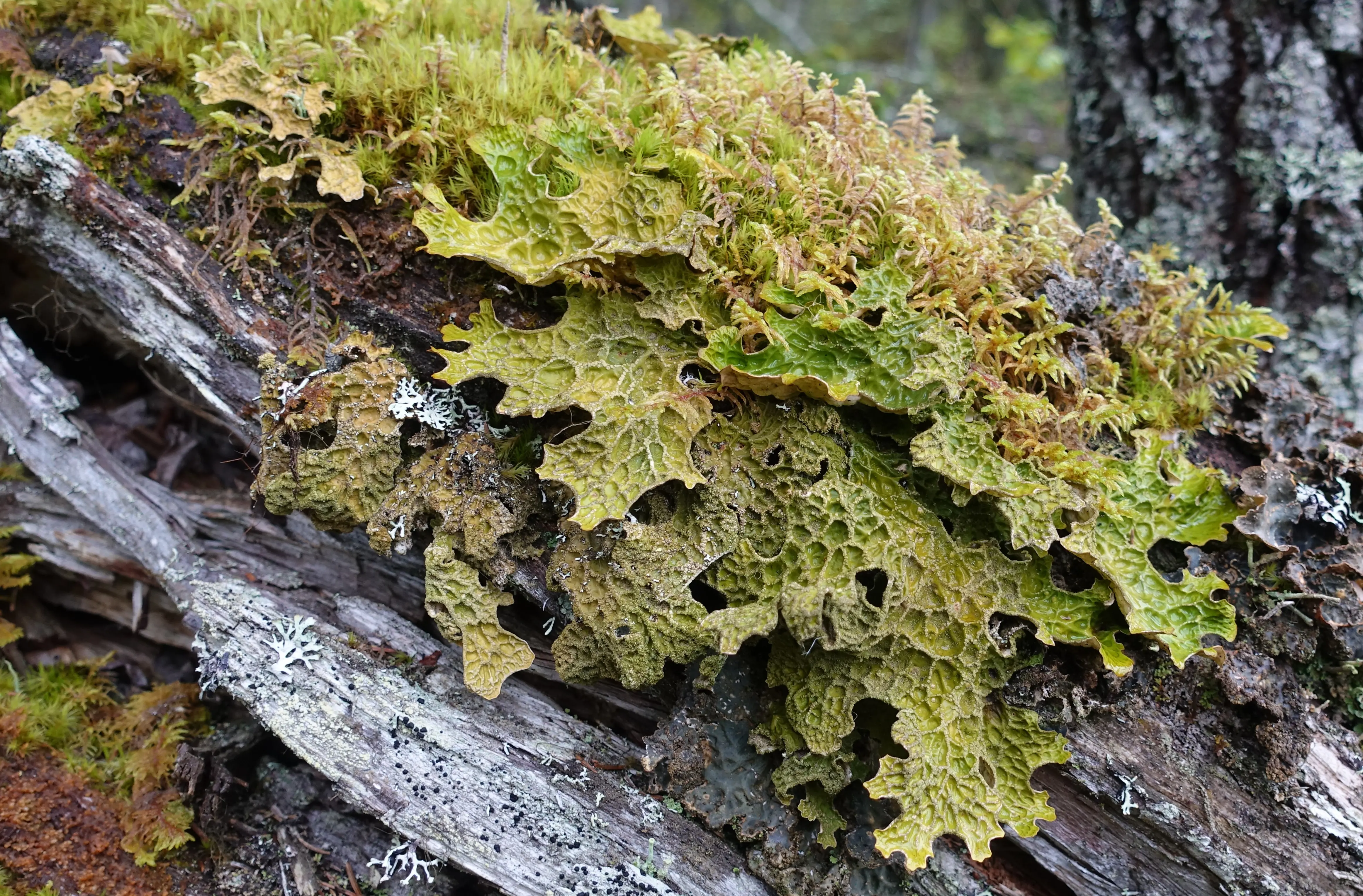 Lunglav som växer på en gammal trädgren.