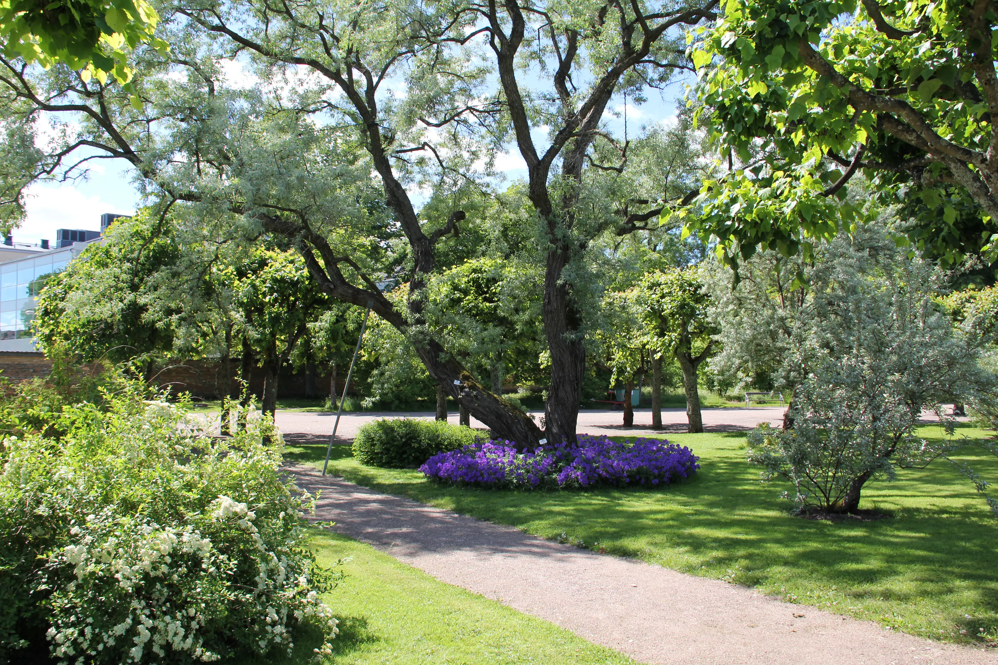 Sommargrönska i botaniska trädgården i Uppsala. Ett pilträd med stötta står omgivet av violetta blommor.