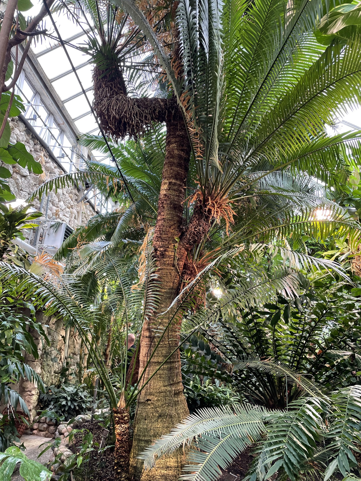 Kottepalmerna planterades redan på 1860-talet och är av den utrotningshotade arten cycas zeylanicari.