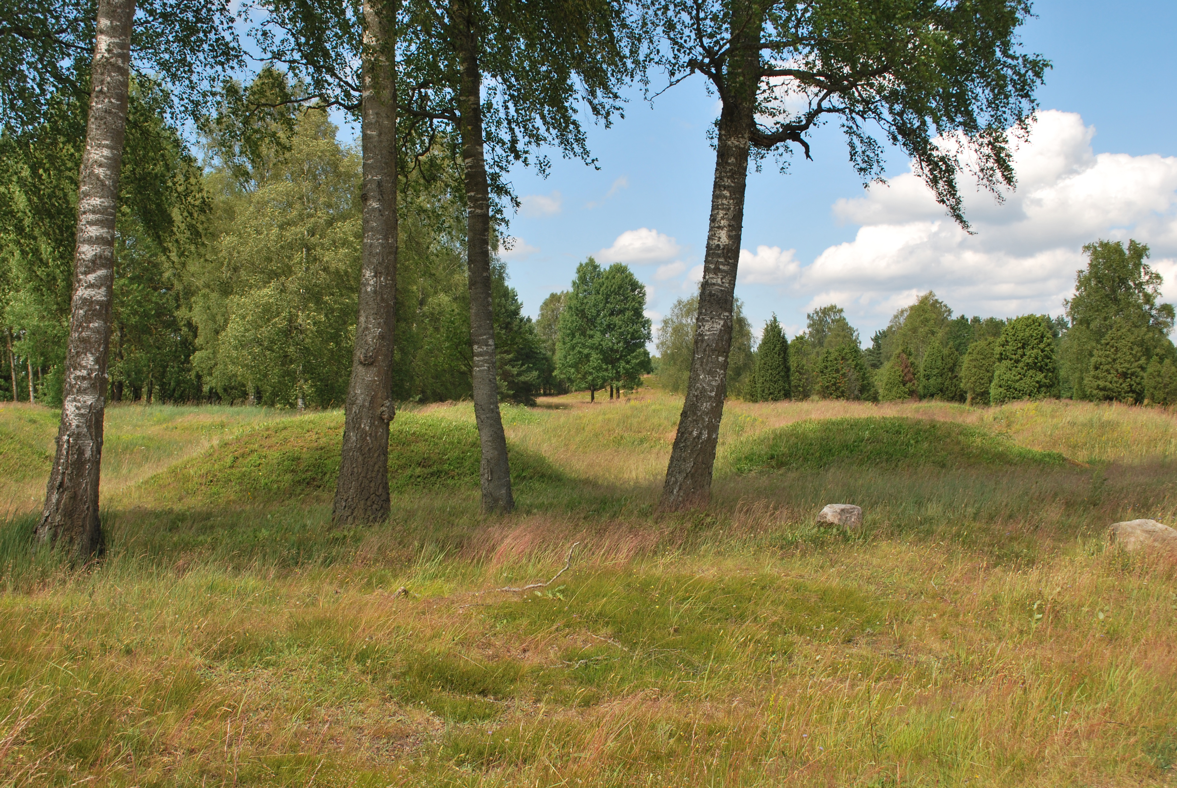 Gräsbevuxna högar omgivna av enar och lövträd.