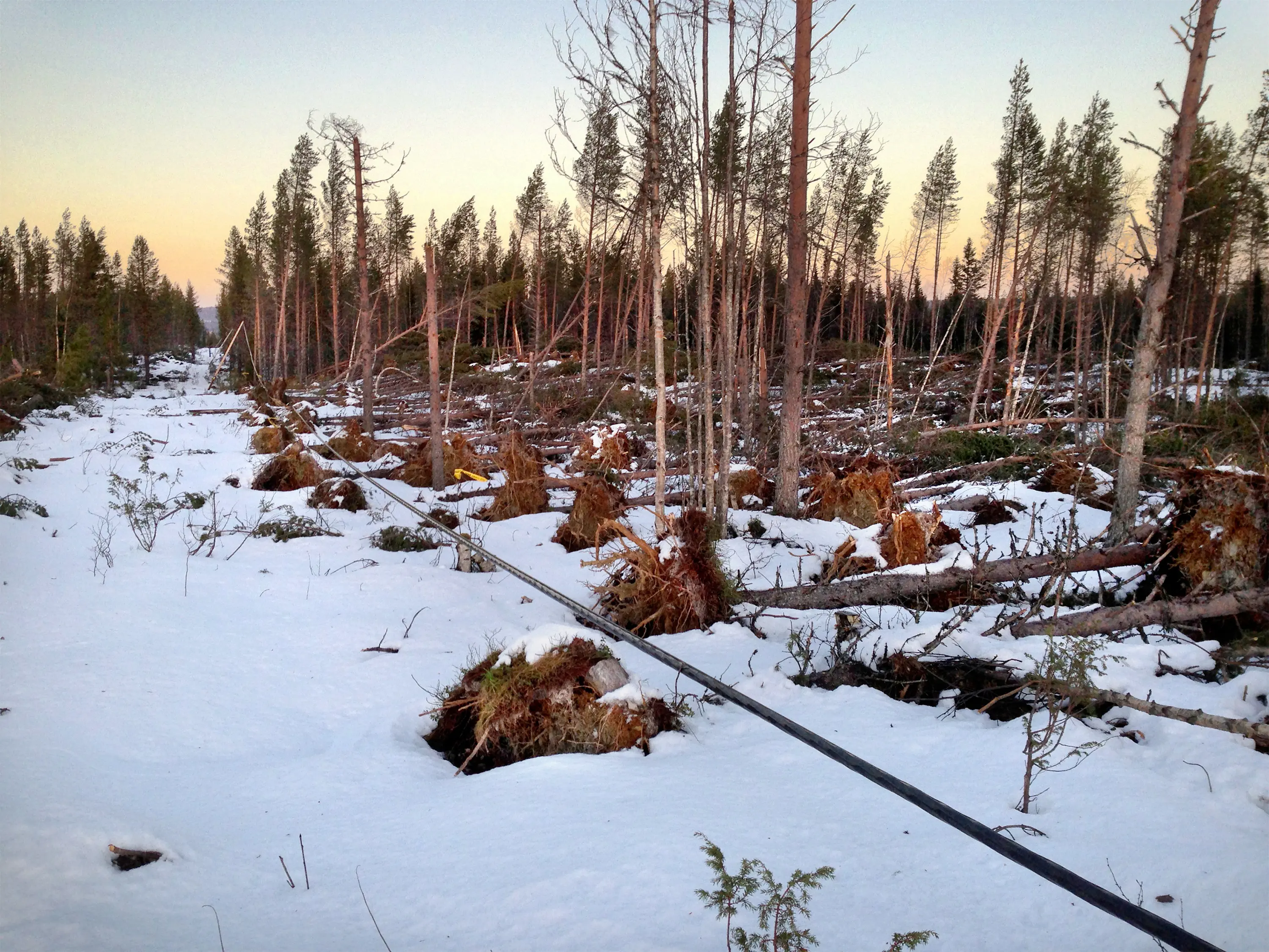 Härjningar av Stormen Hilde i Arksjöberg i Dorotea