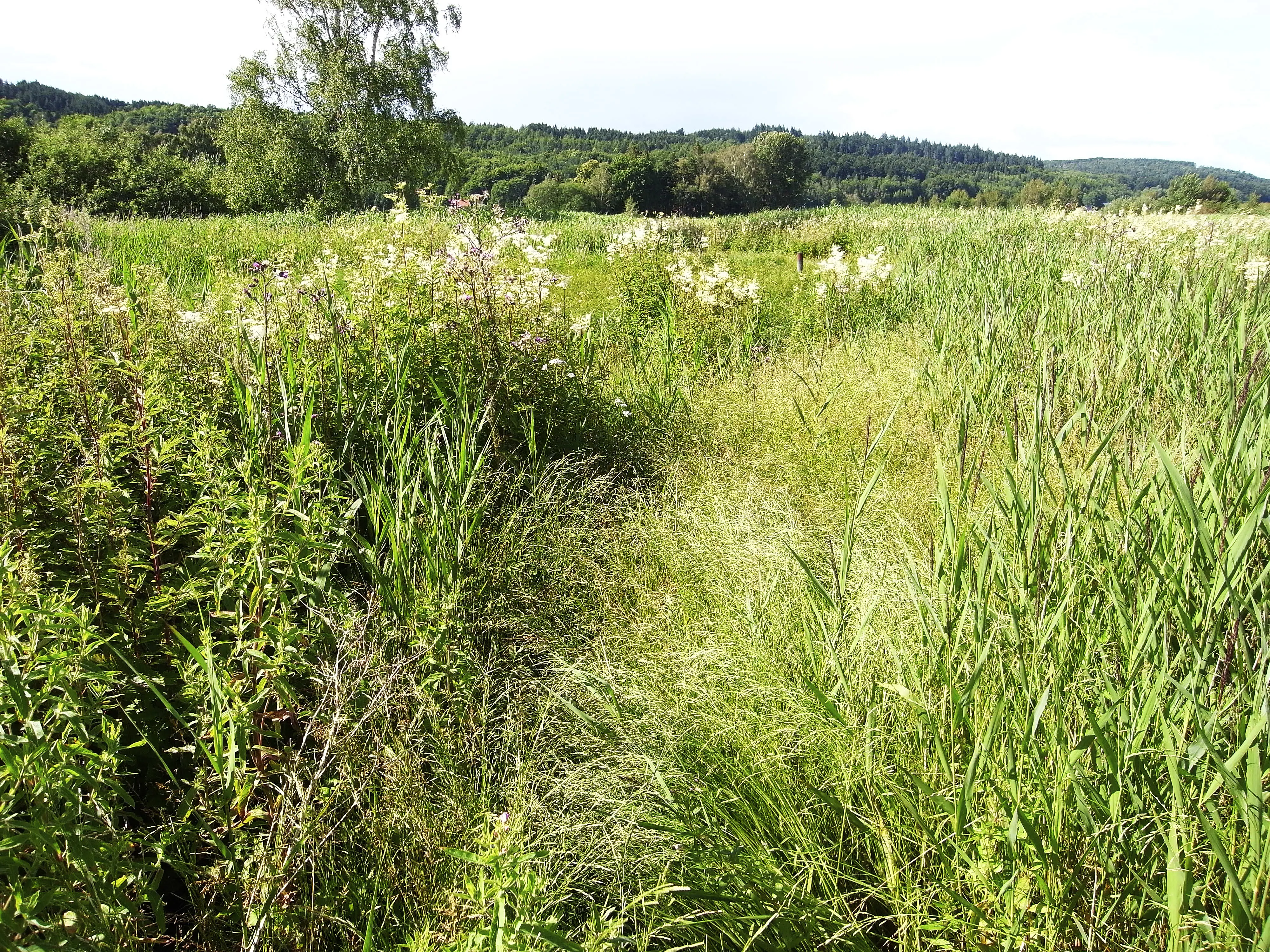 Vass och blommande ängs-växter på Dags mosse vid Alvastra.