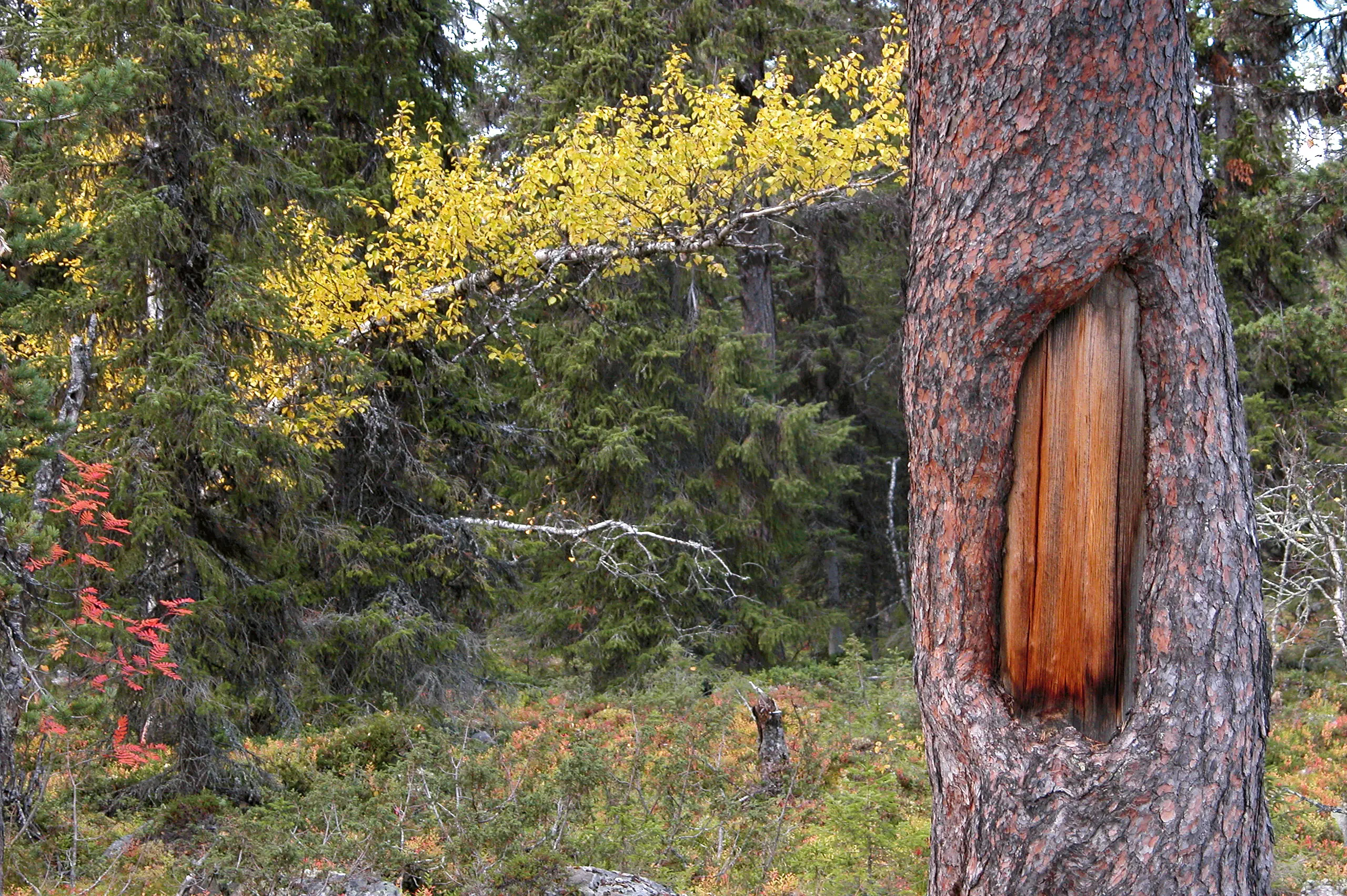 Vid Bállasluoktta finns det tallar som har märkliga hål i barken. De ser ut som fönster. Hålen är vad som återstår efter samiska barktäkter.