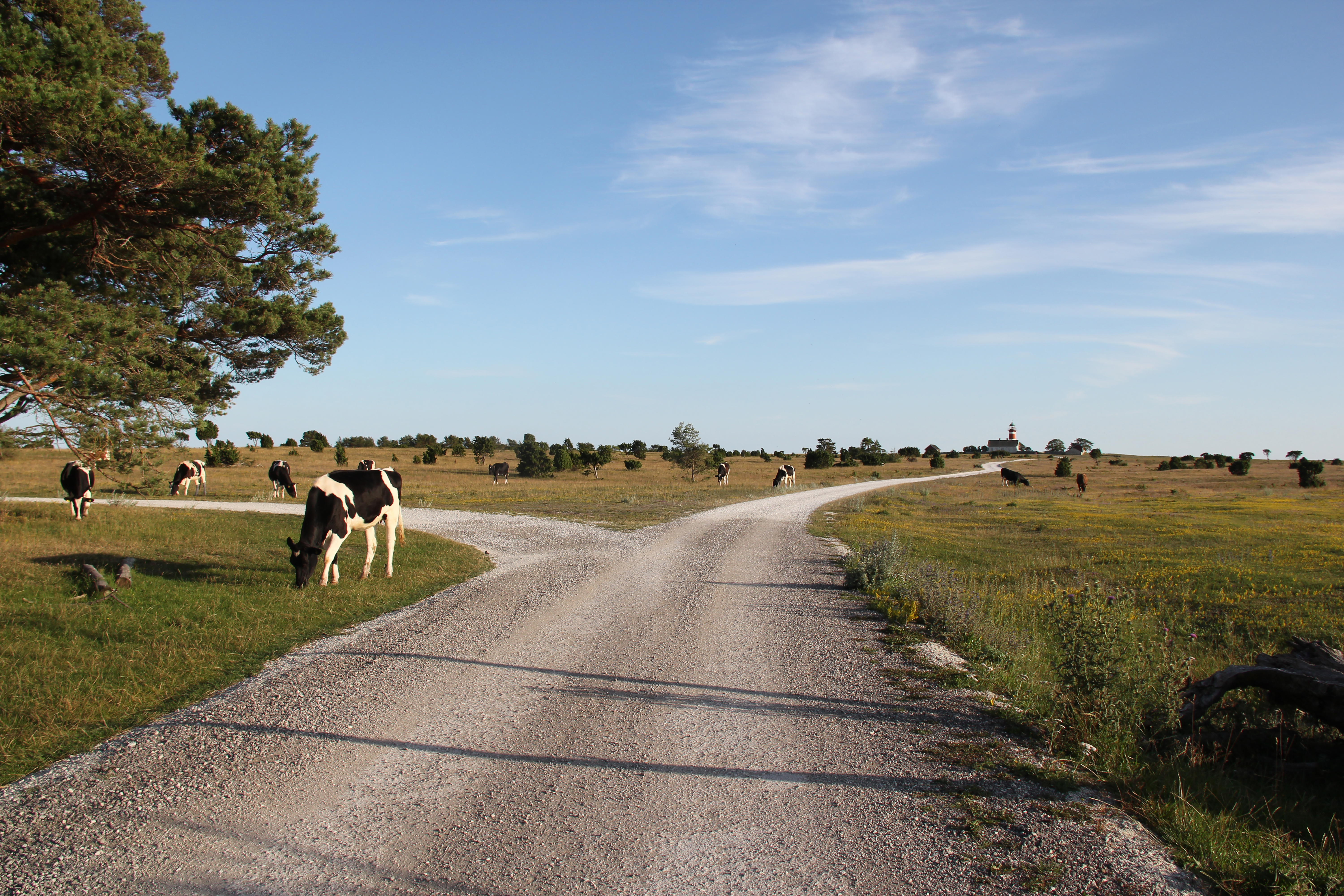 På Närsholmen får tvåbenta besökare samsas med fyrbenta.