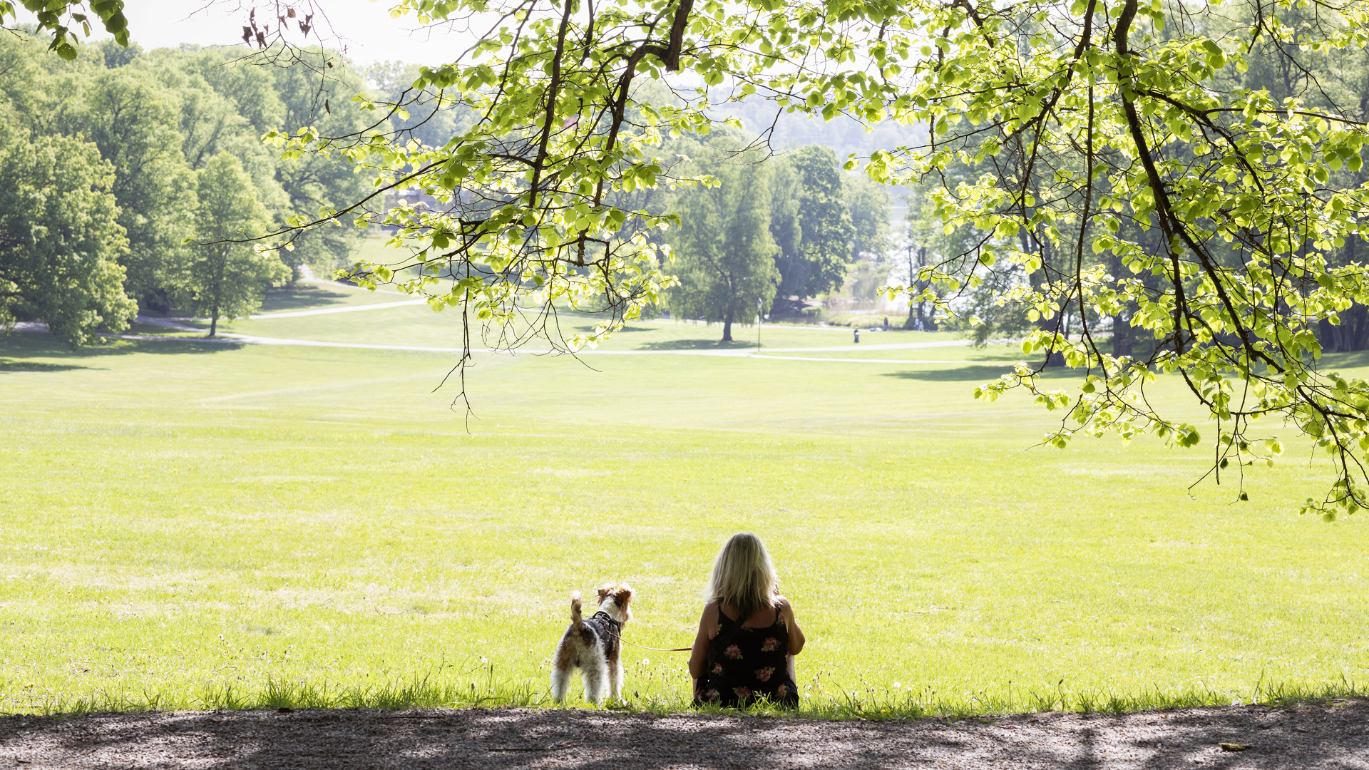 Stor grön gräsmatta en sommardag. i förgrunden en kvinna med hund.