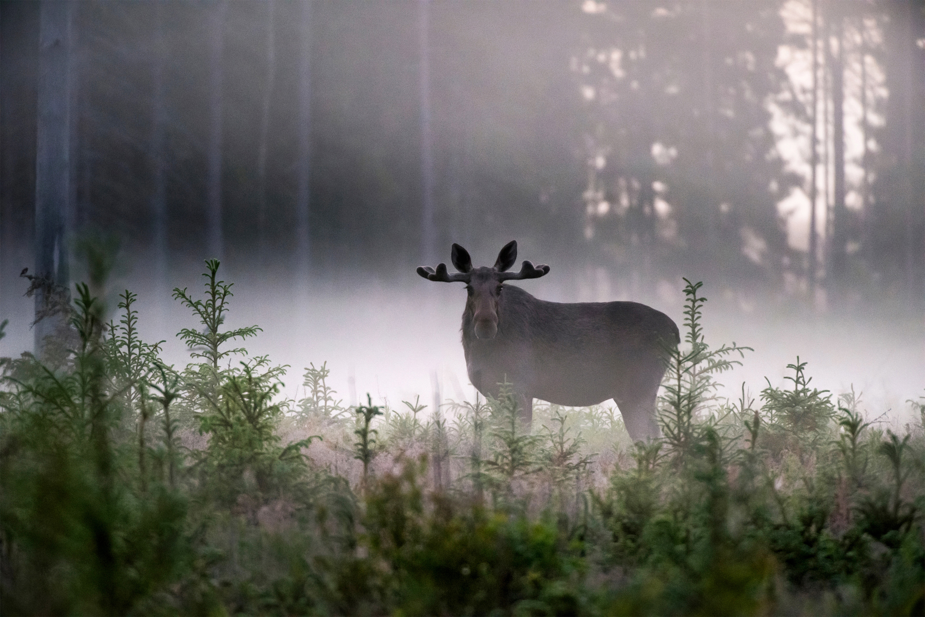 Älg