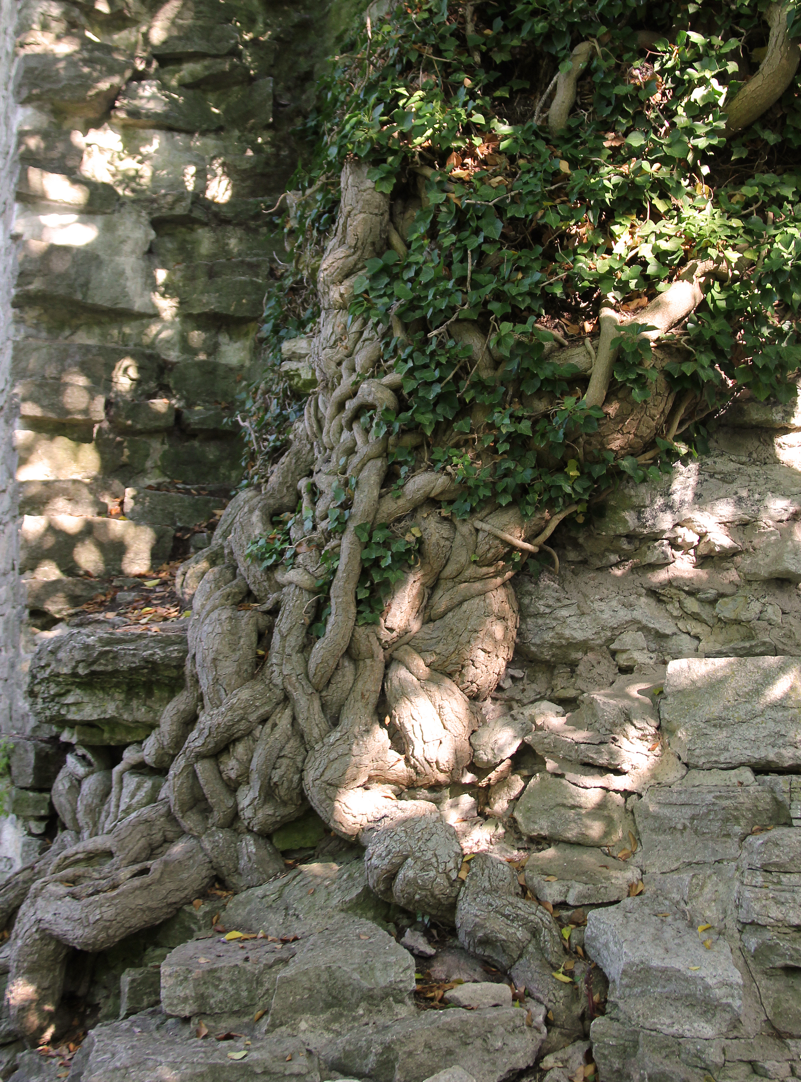Murgröna sammanvuxen med Sankt Olofs ruin i Visby
