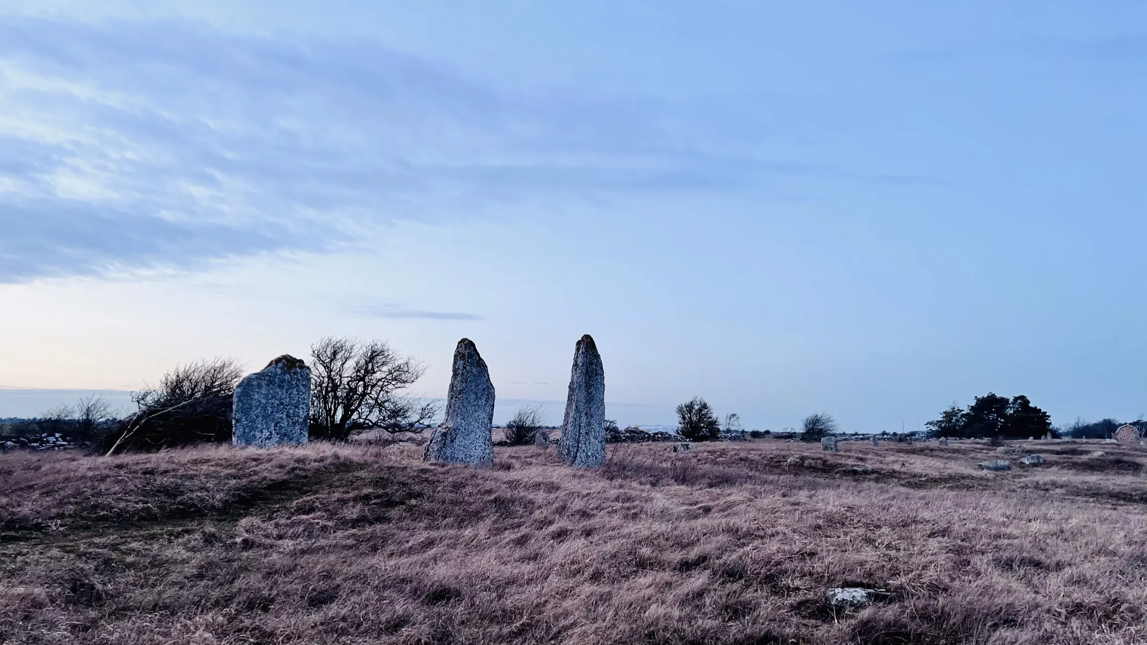 Seby gravfält. Tre resta stenar bland det frostbitet gräs, låga buskar och stenmurar.