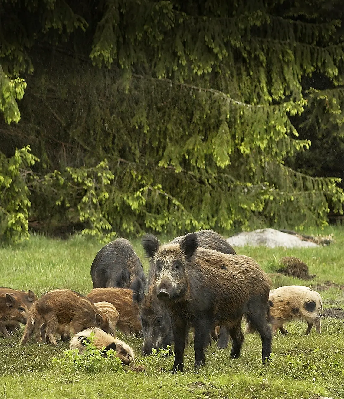Vildsvin ställer till mycket problem i jord- och skogsbruk.