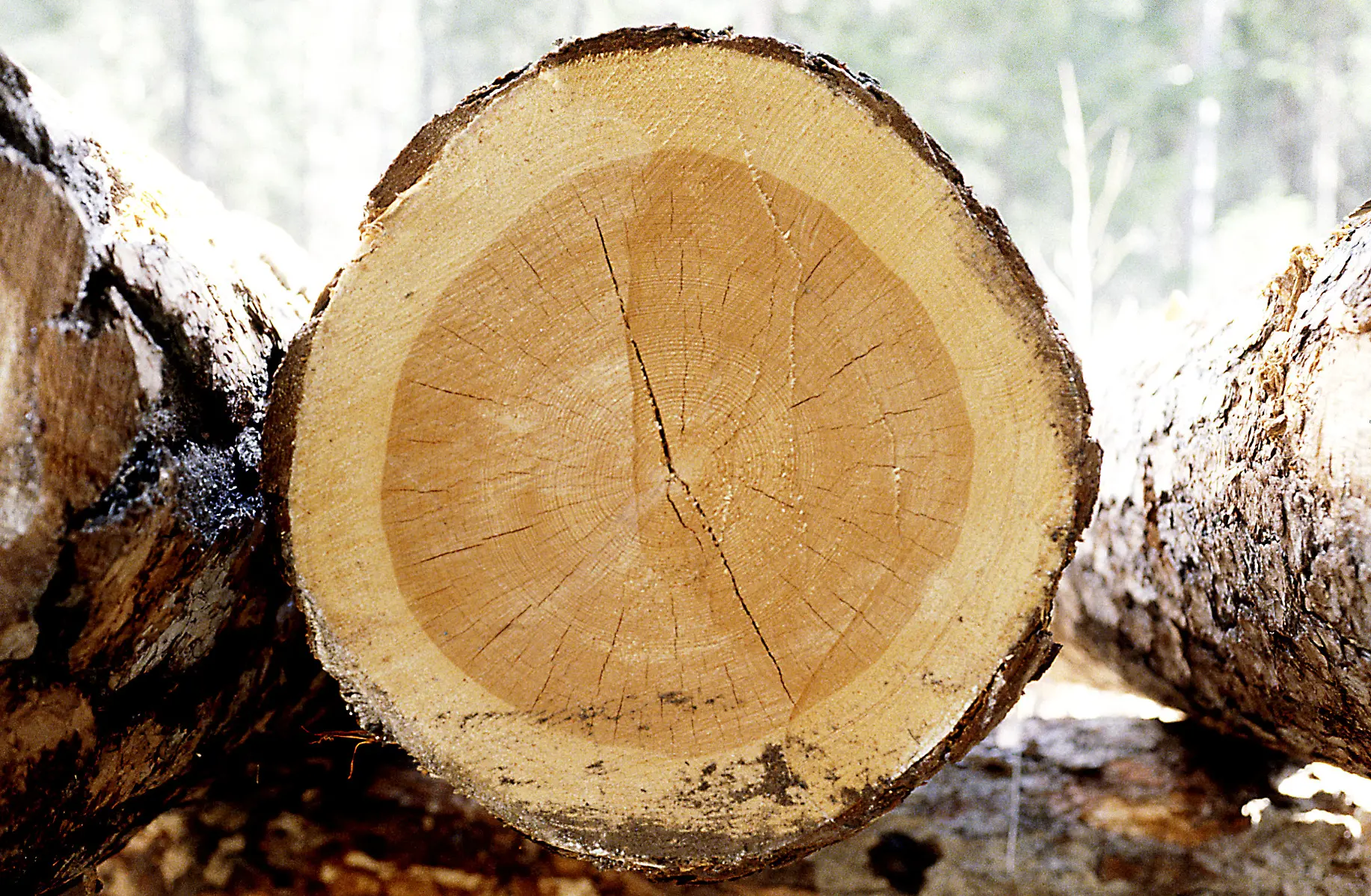En avkapad stock i närbild.